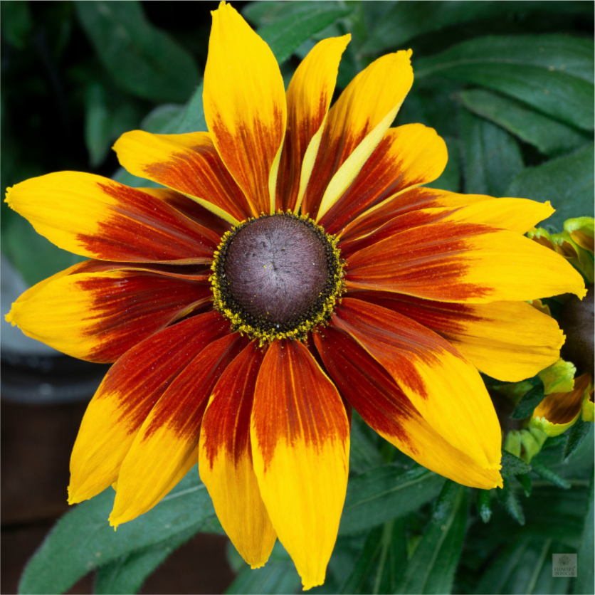 Rudbeckia_yellow with red center_aspect ratio 1x1