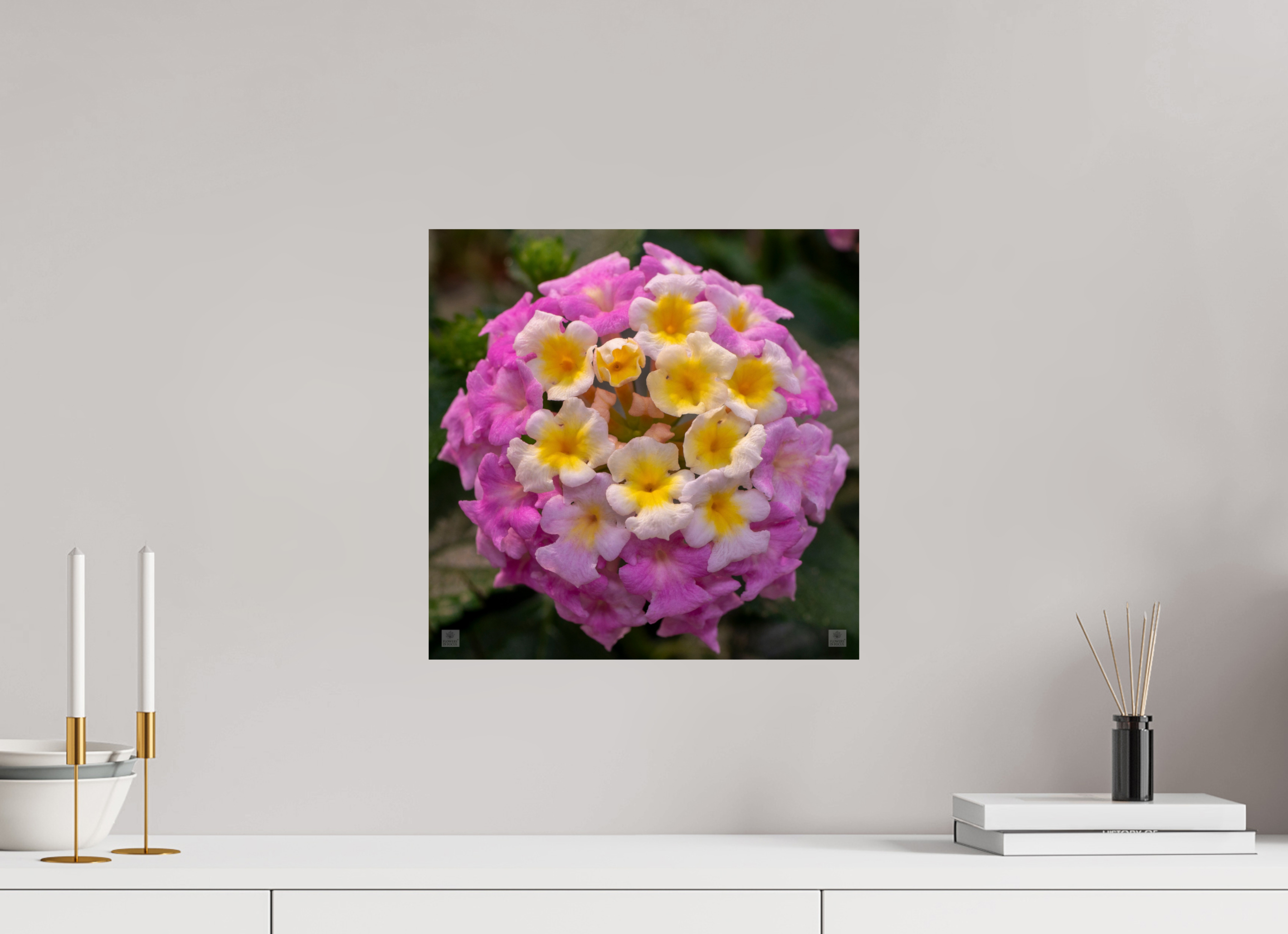 Lantana_deep pink with yellow_aspect ratio 1x1