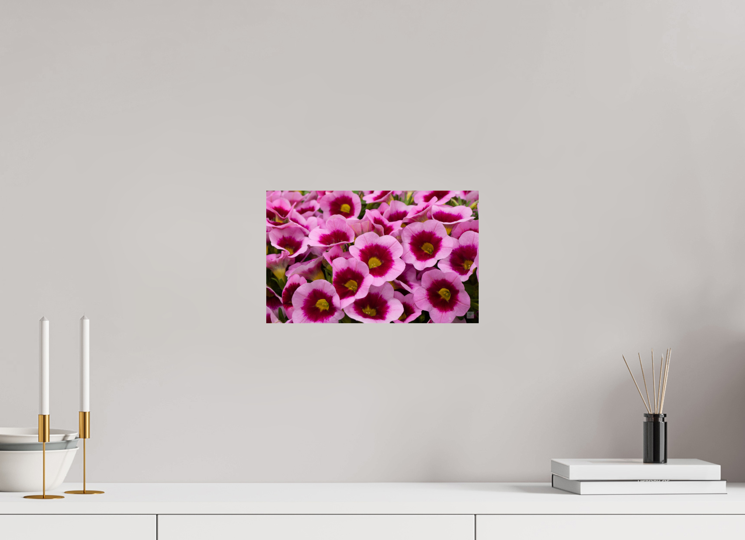 Calibrachoa_pink & purple_aspect ratio 16:10