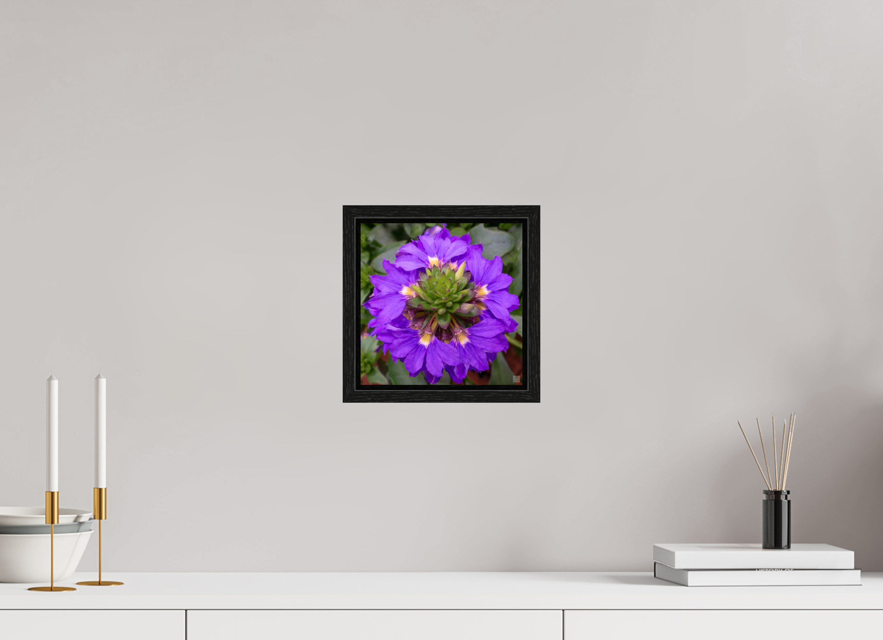 Scaevola_blue_aspect ratio 1x1