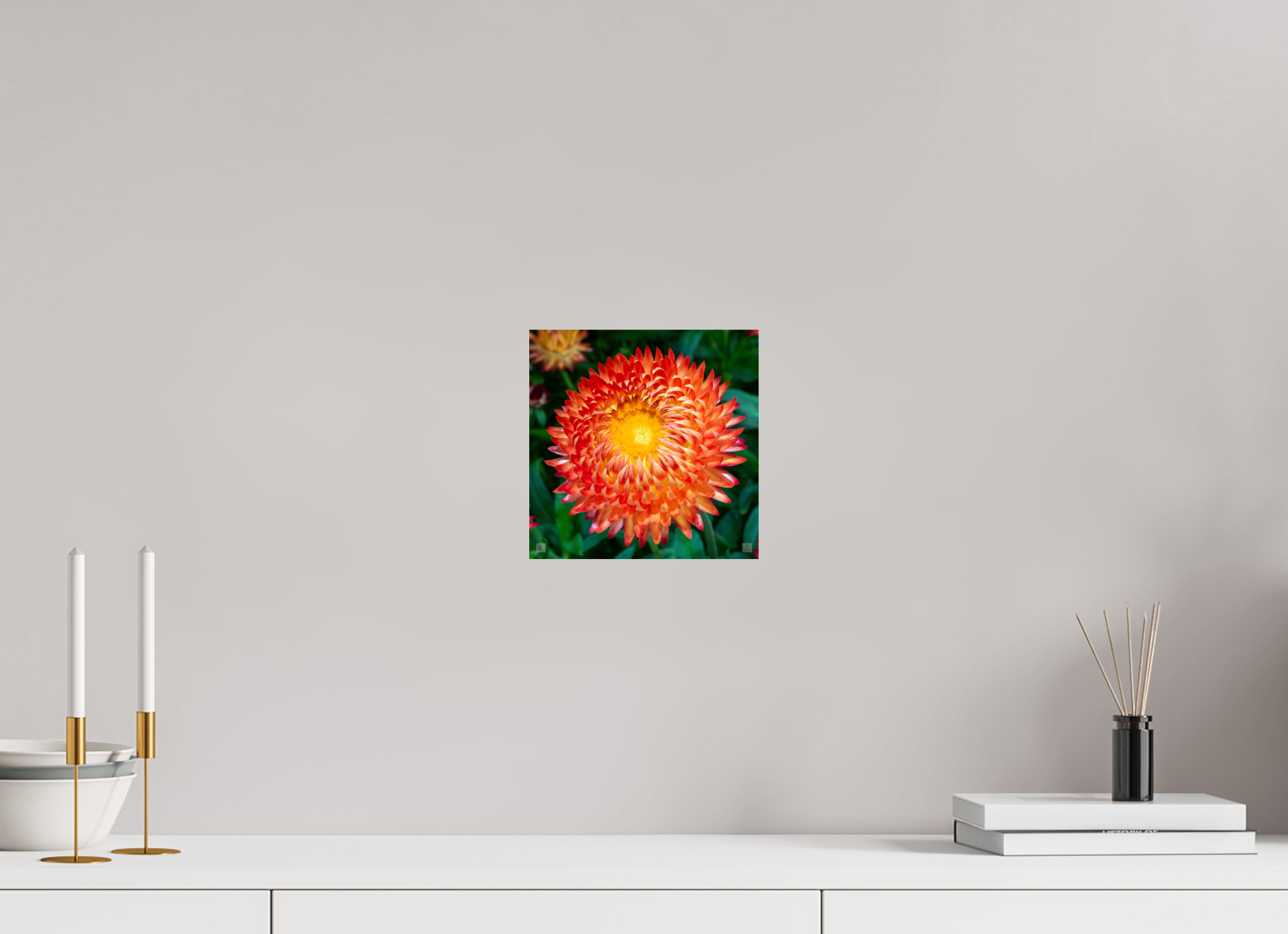 Strawflower_orange with yellow center_aspect ratio 1x1