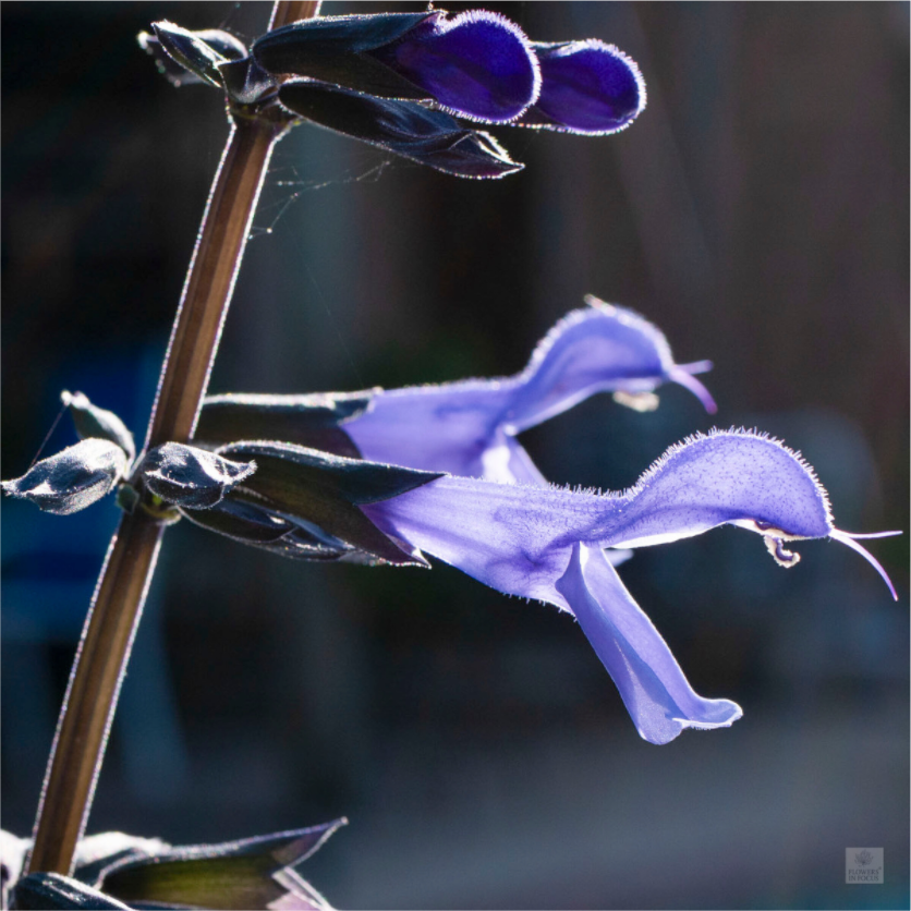 Blue black sage_group_aspect ratio 1x1