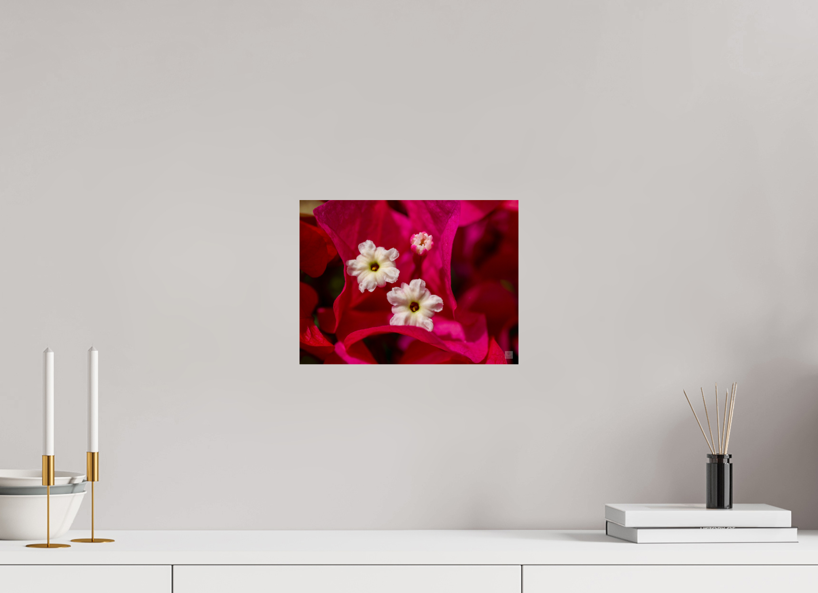 Bougainvillea_pink close-up_aspect ratio 4:3