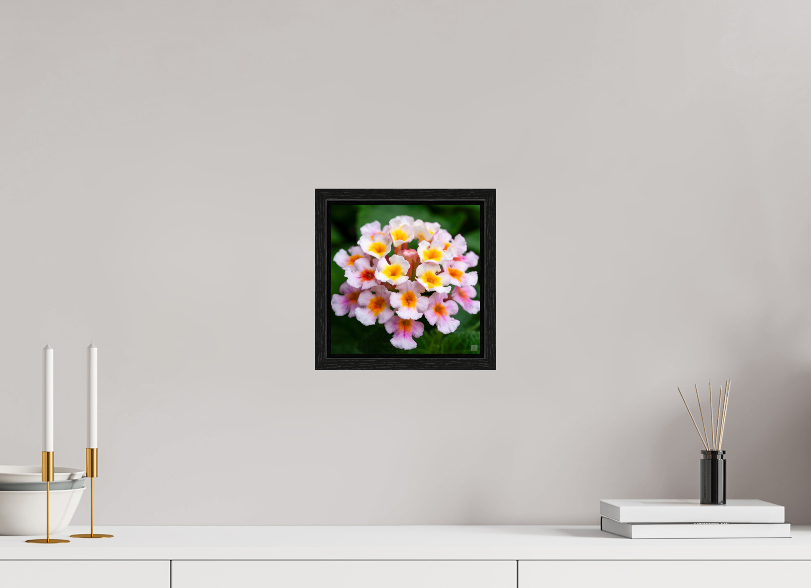 Lantana_pink with yellow (water droplets)_aspect ratio 1x1