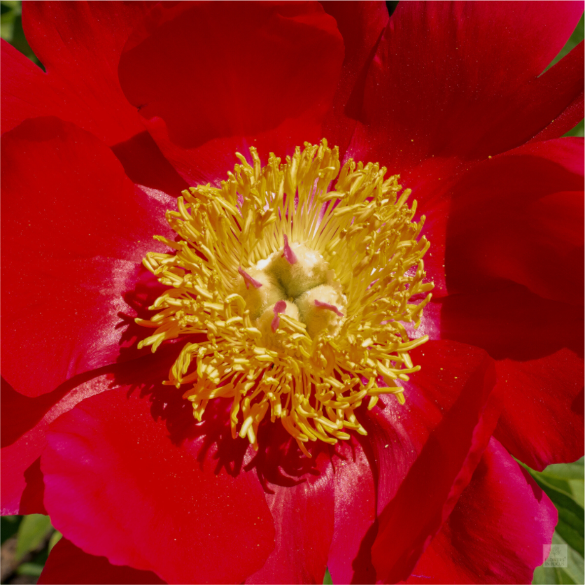 Peony_red close up_aspect ratio 1x1