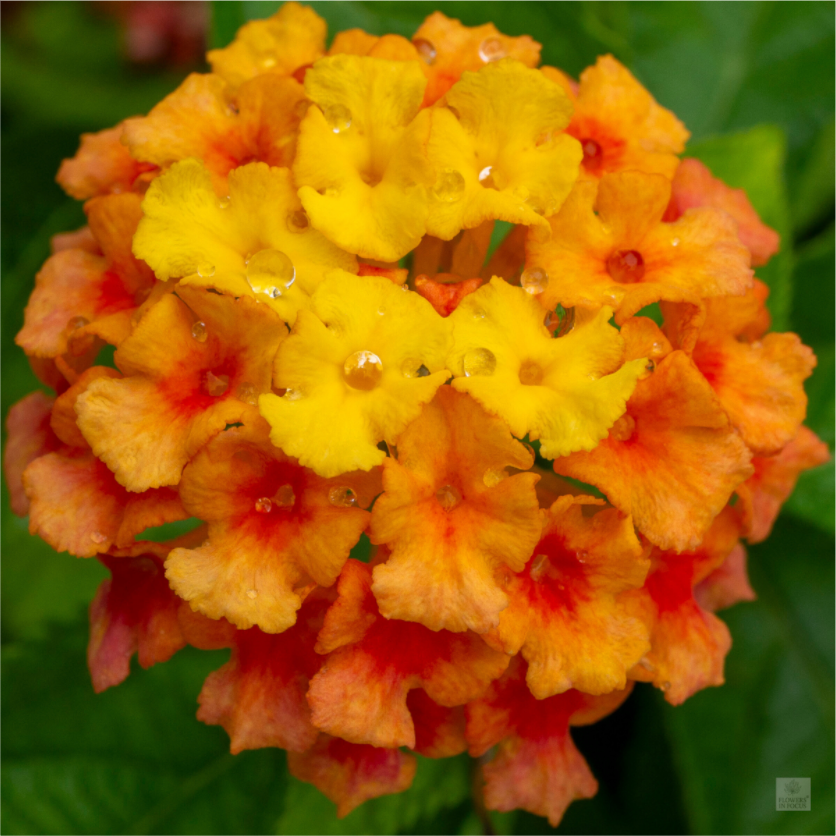 Lantana_orange with yellow (water droplets)_aspect ratio 1x1