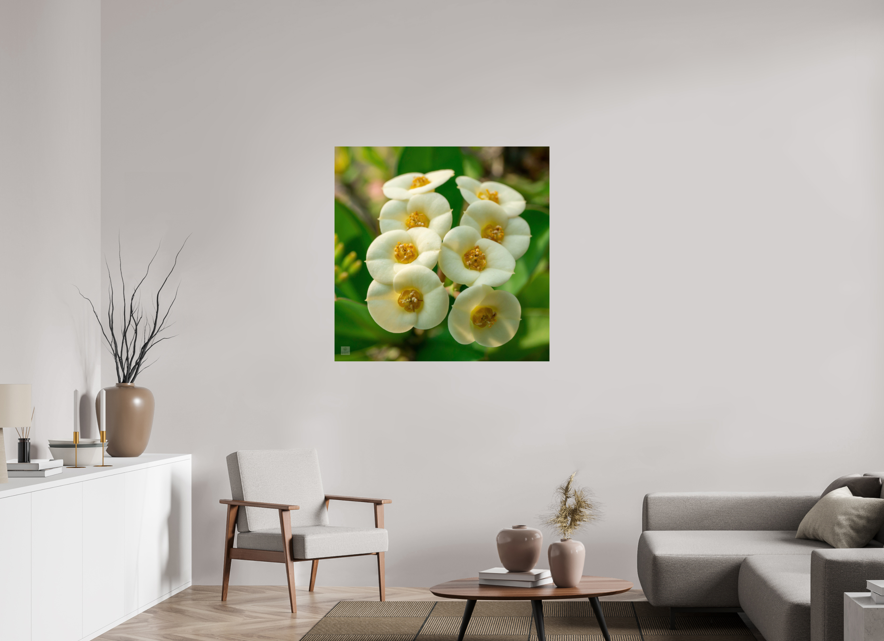 Crown of Thorns_flower group_aspect ratio 1:1