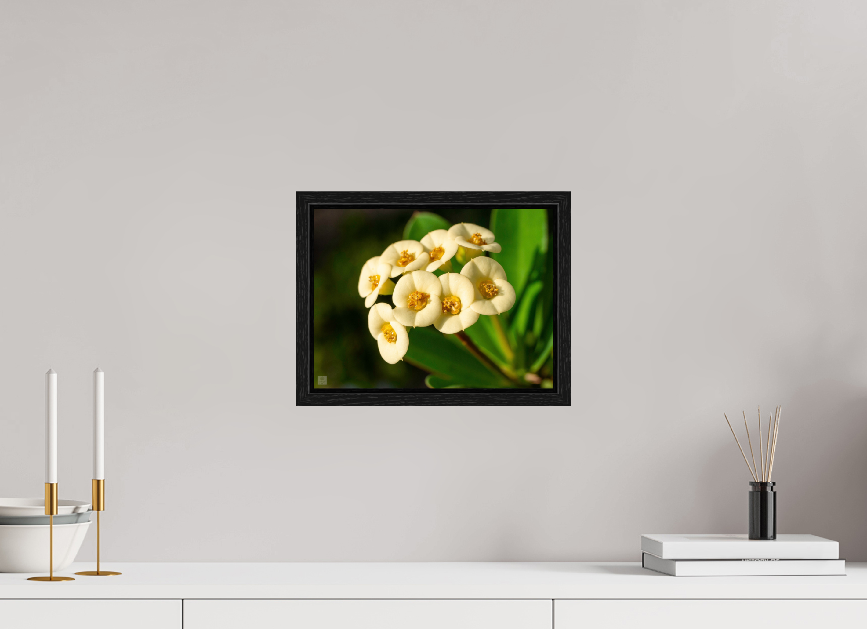 Crown of Thorns_flower group_aspect ratio 4:3