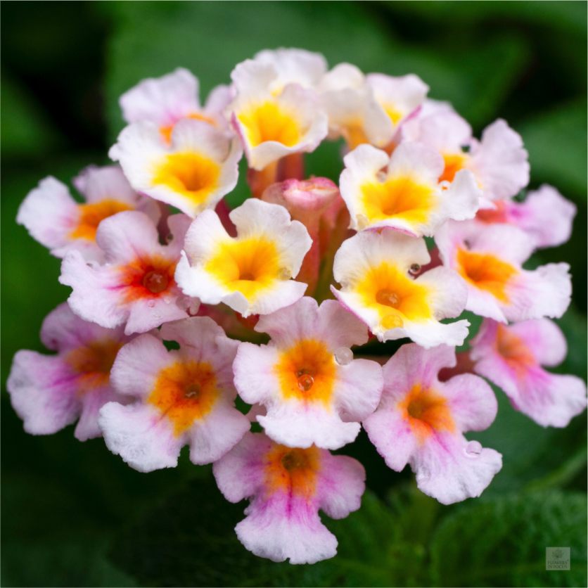 Lantana_pink with yellow (water droplets)_aspect ratio 1x1
