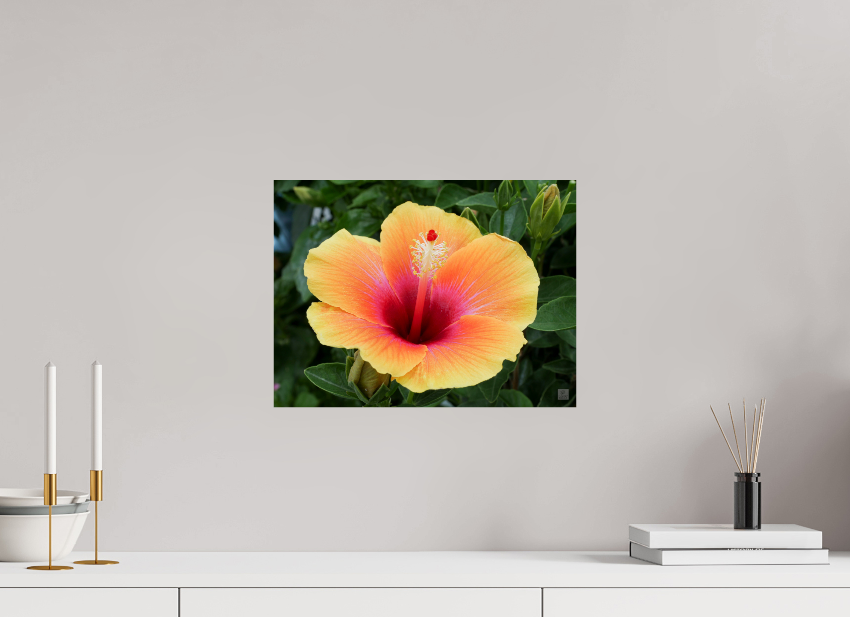 Hibiscus hybrid_peach with pink_aspect ration 4x3