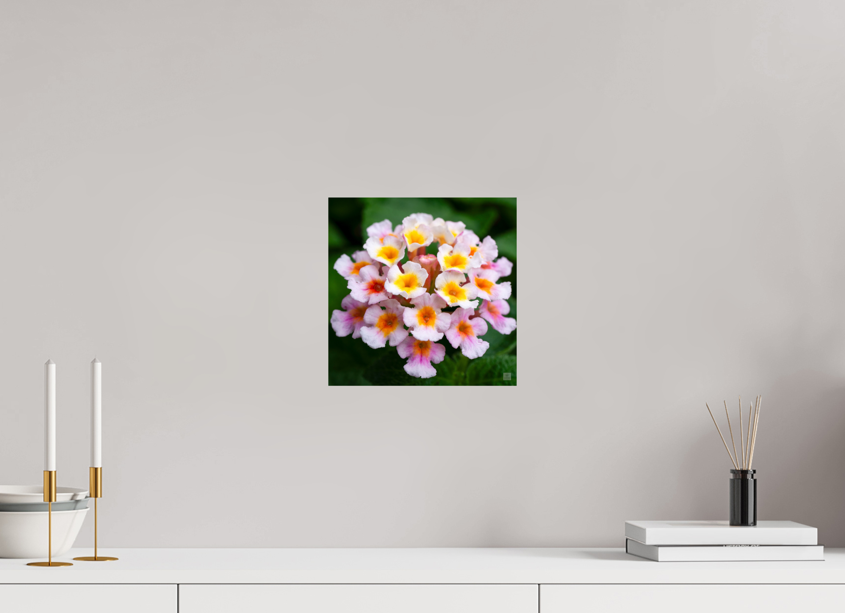 Lantana_pink with yellow (water droplets)_aspect ratio 1x1