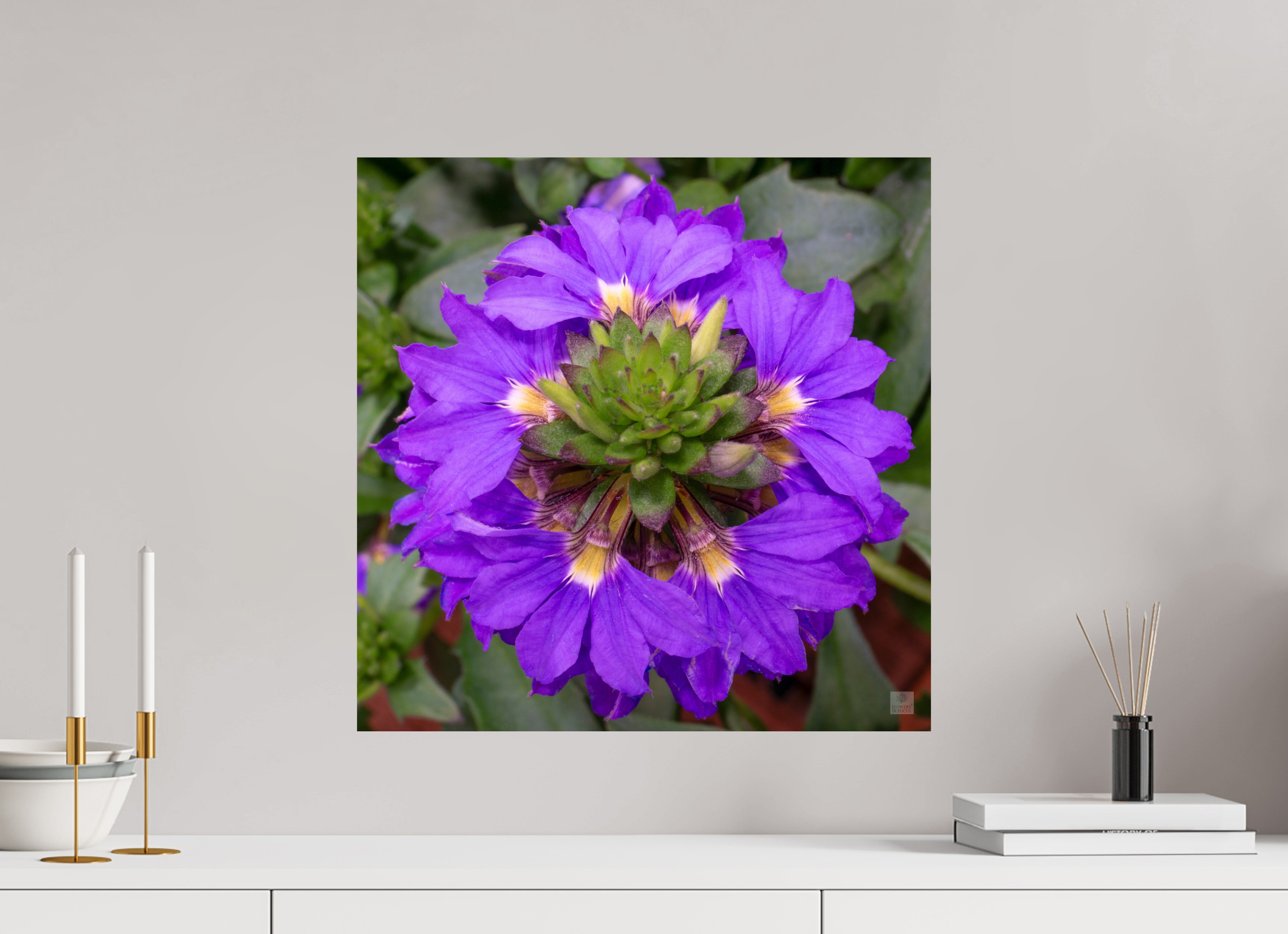 Scaevola_blue_aspect ratio 1x1