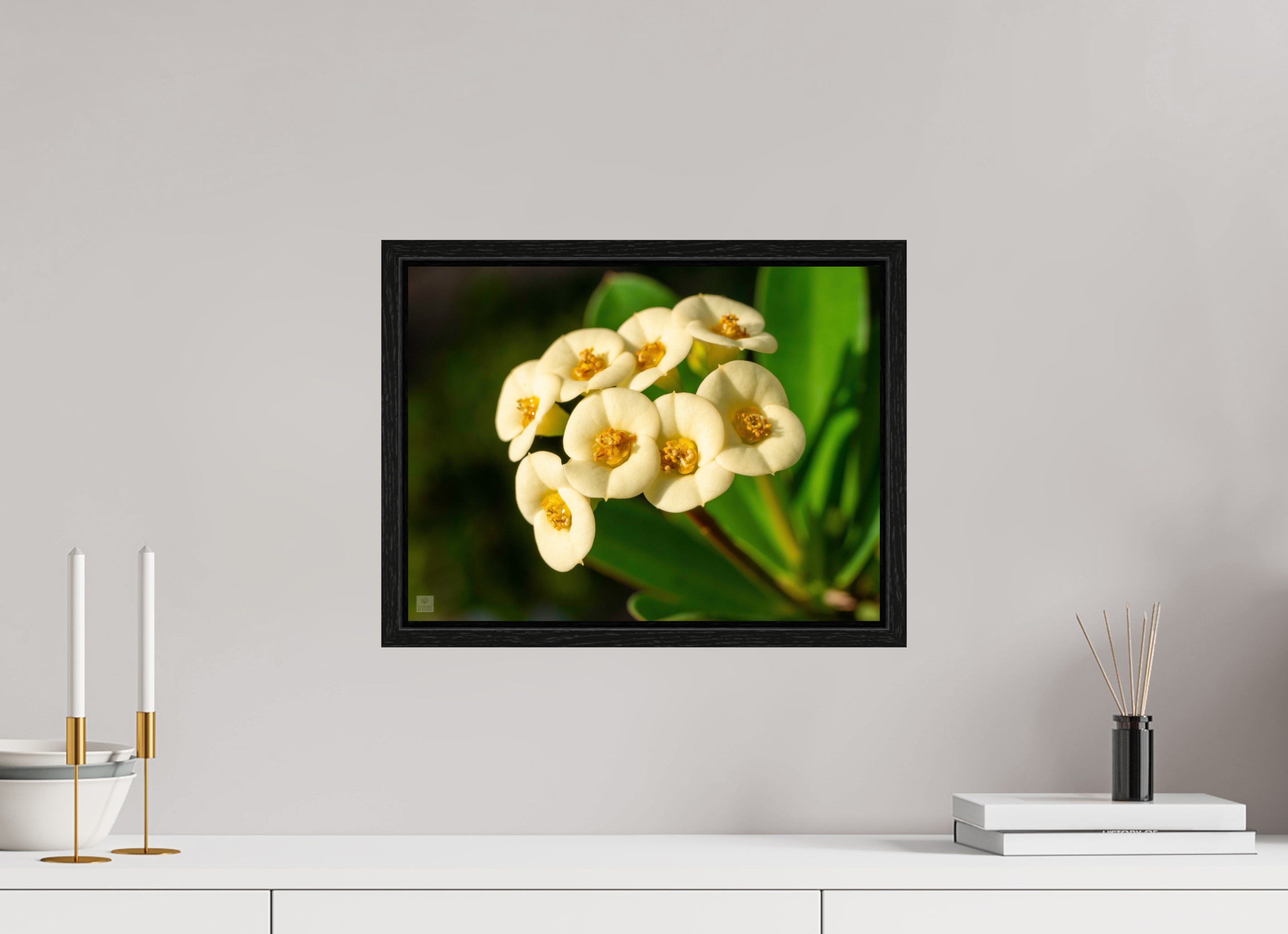 Crown of Thorns_flower group_aspect ratio 4:3