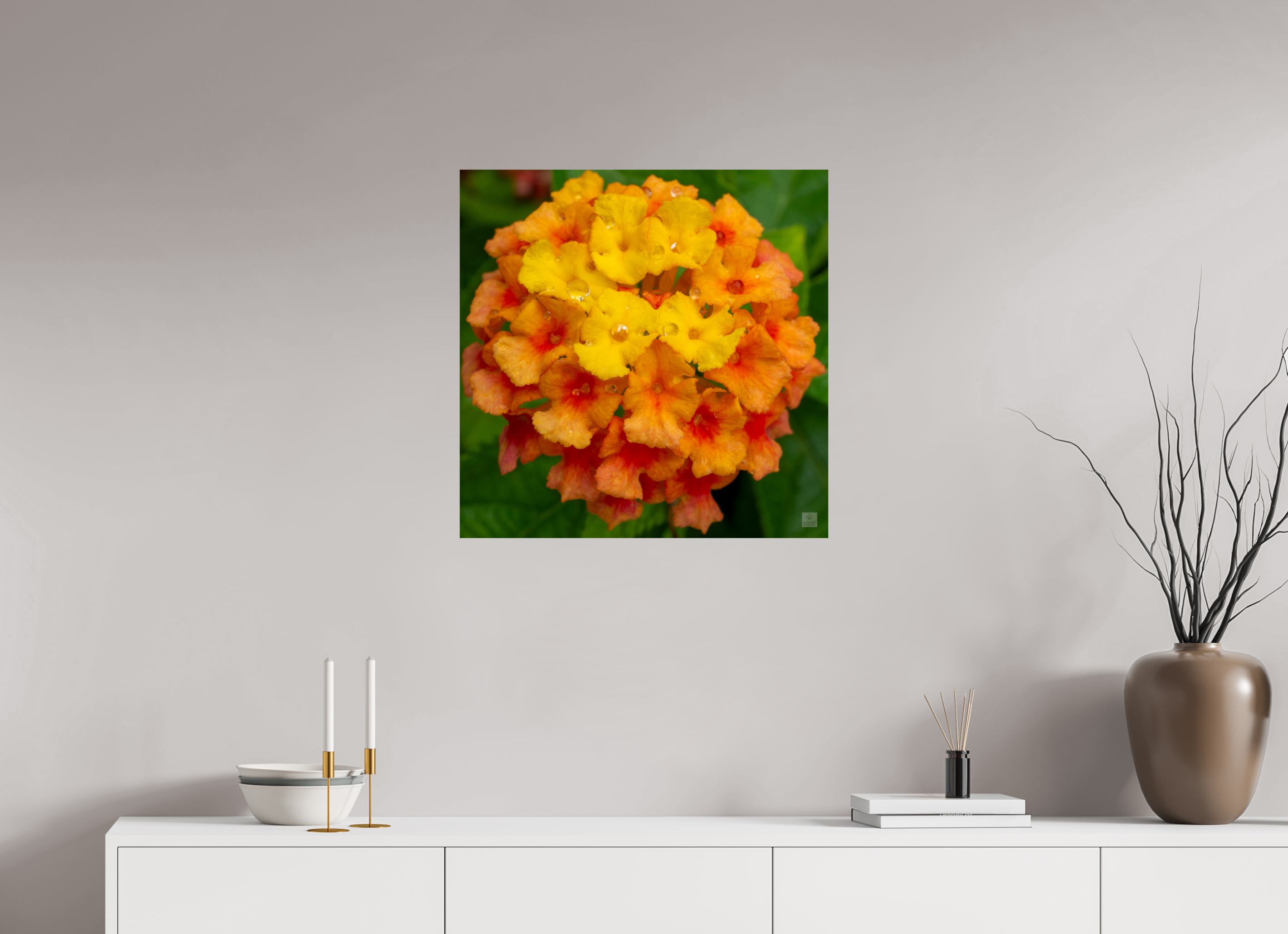 Lantana_orange with yellow (water droplets)_aspect ratio 1x1