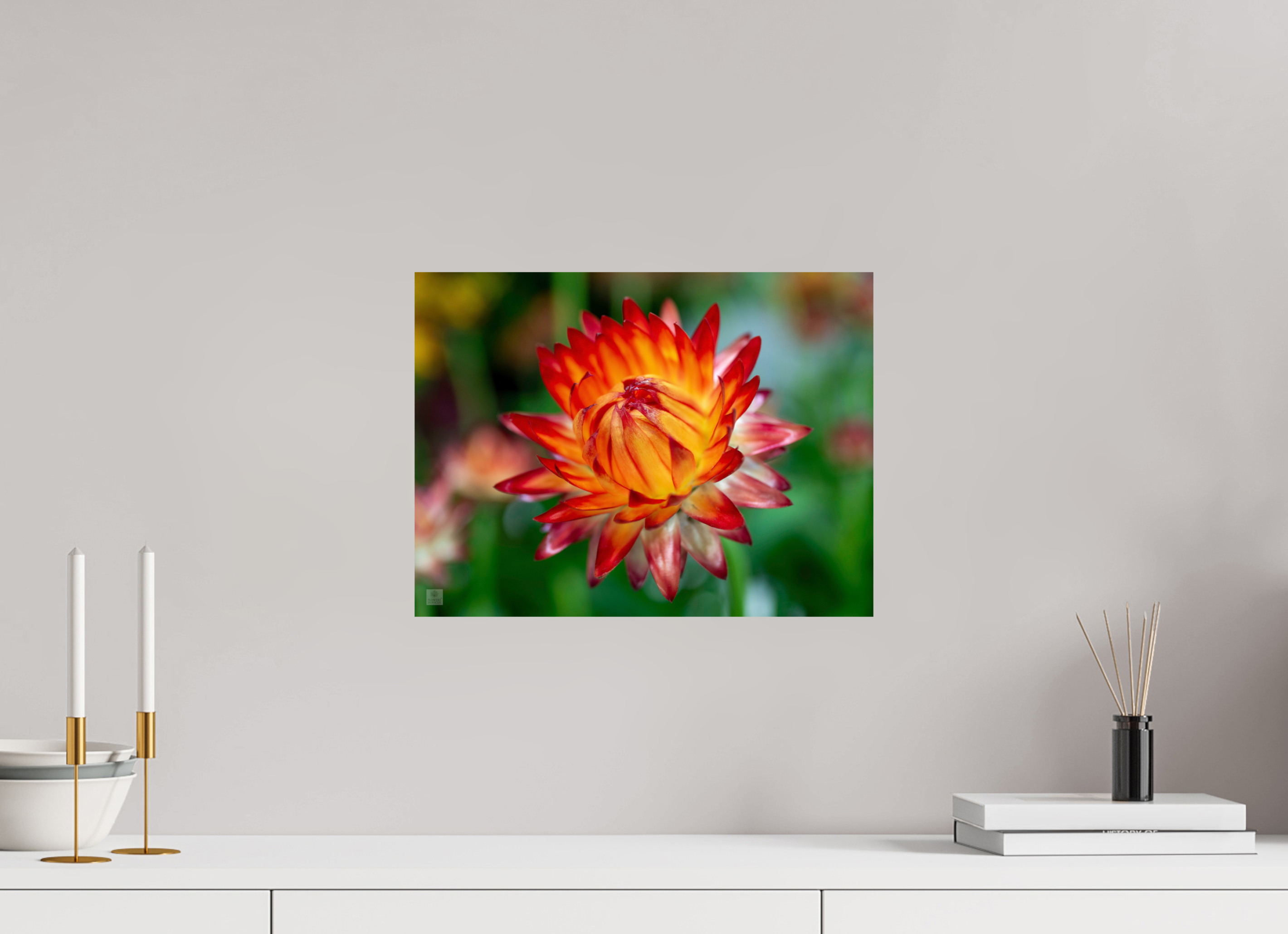 Strawflower_tight bud_red with yellow_aspect ration 4x3