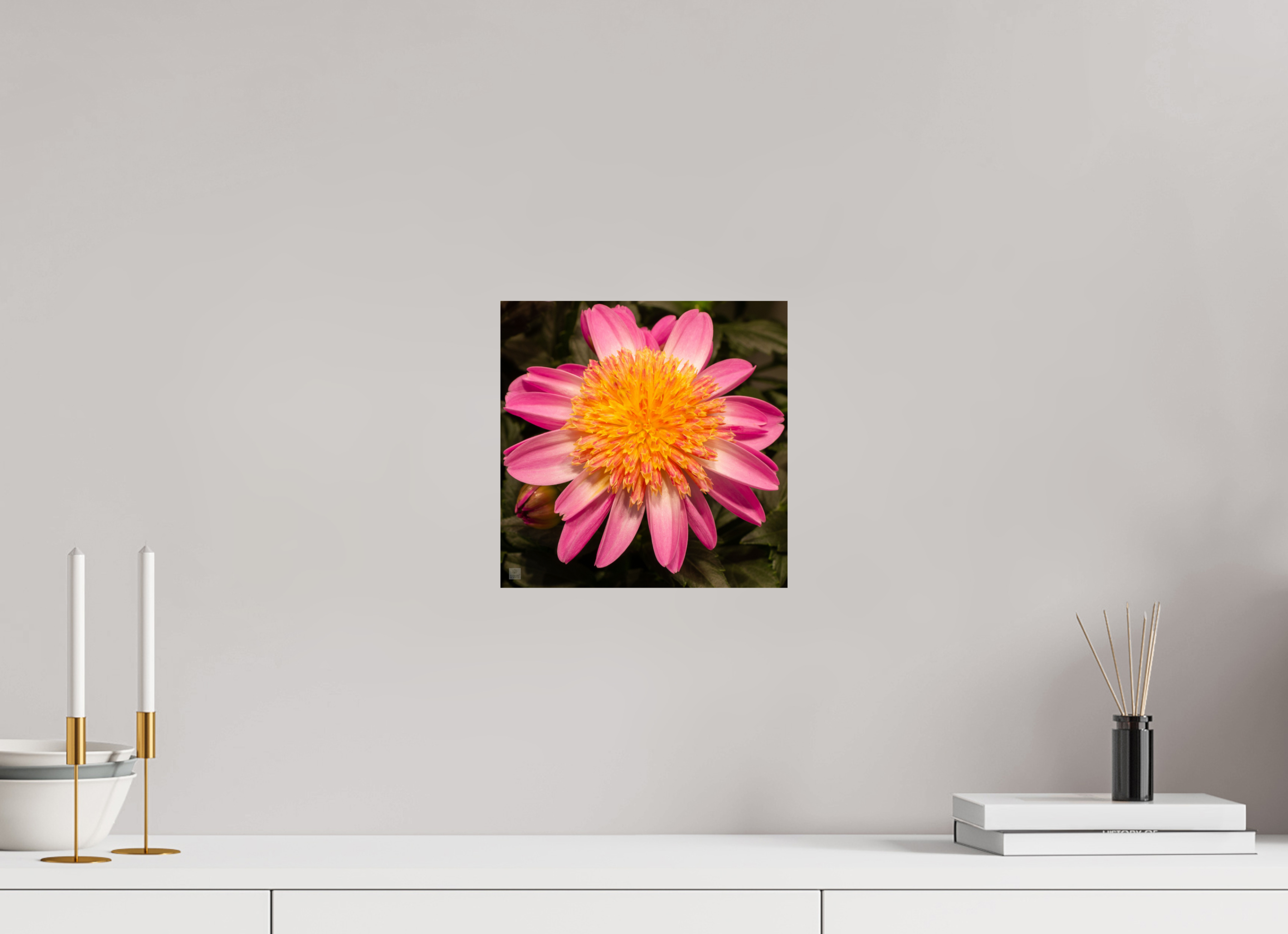 Dahlia_light pink with yellow center_aspect ration 1:1