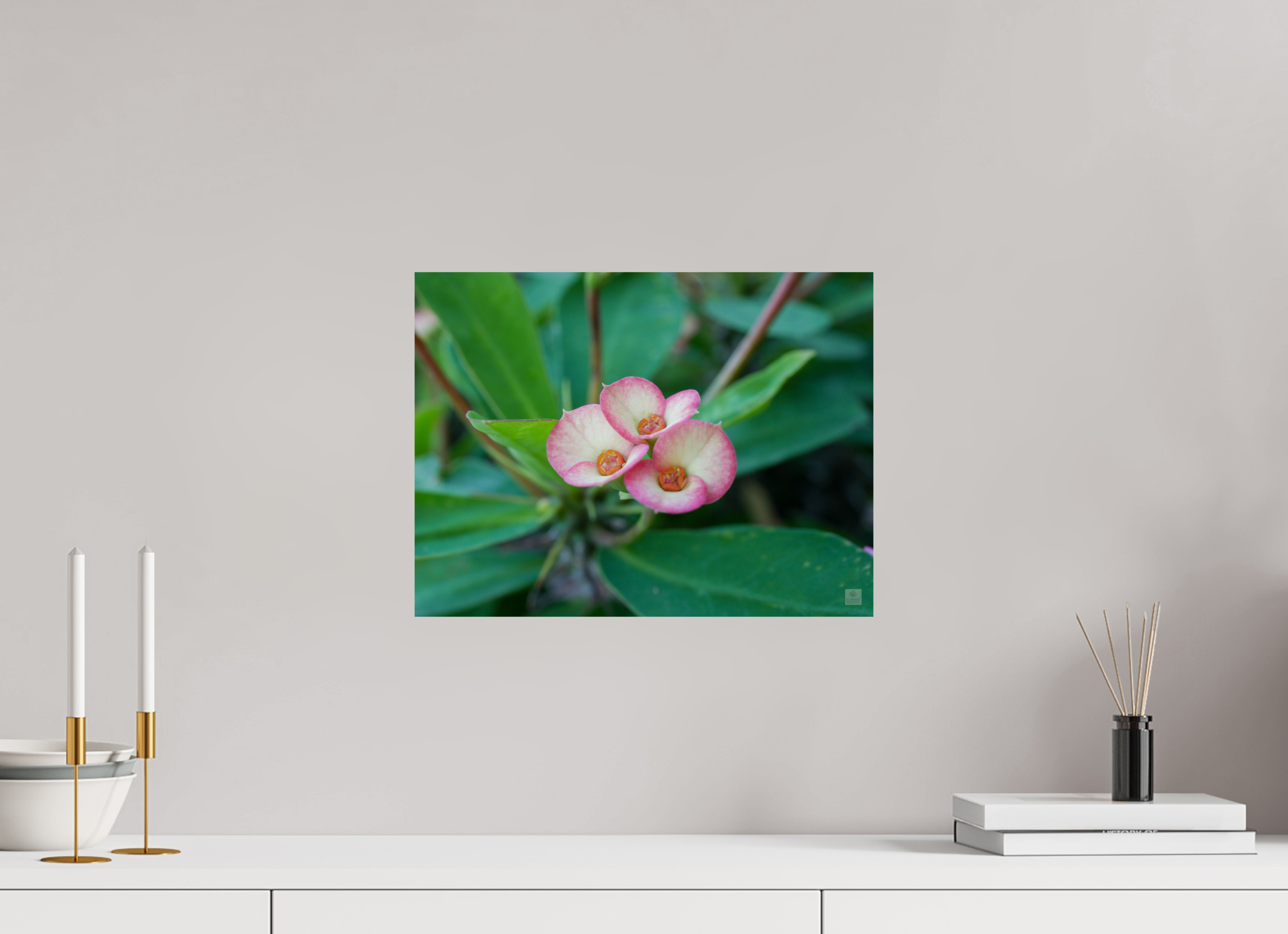 Crown of Thorns_pink fringe_aspect ratio 4:3