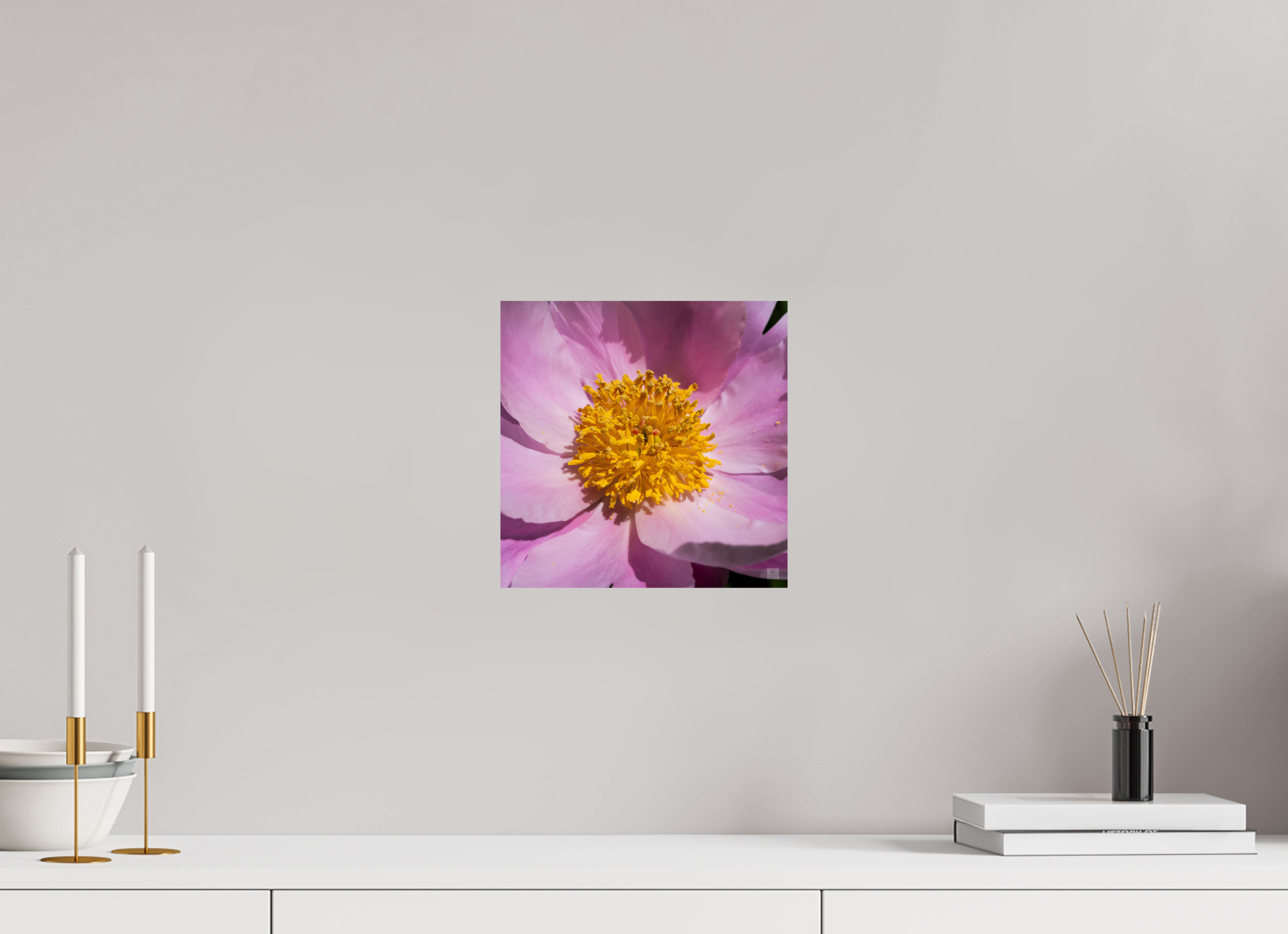 Peony_light pink close-up_aspect ratio 1x1