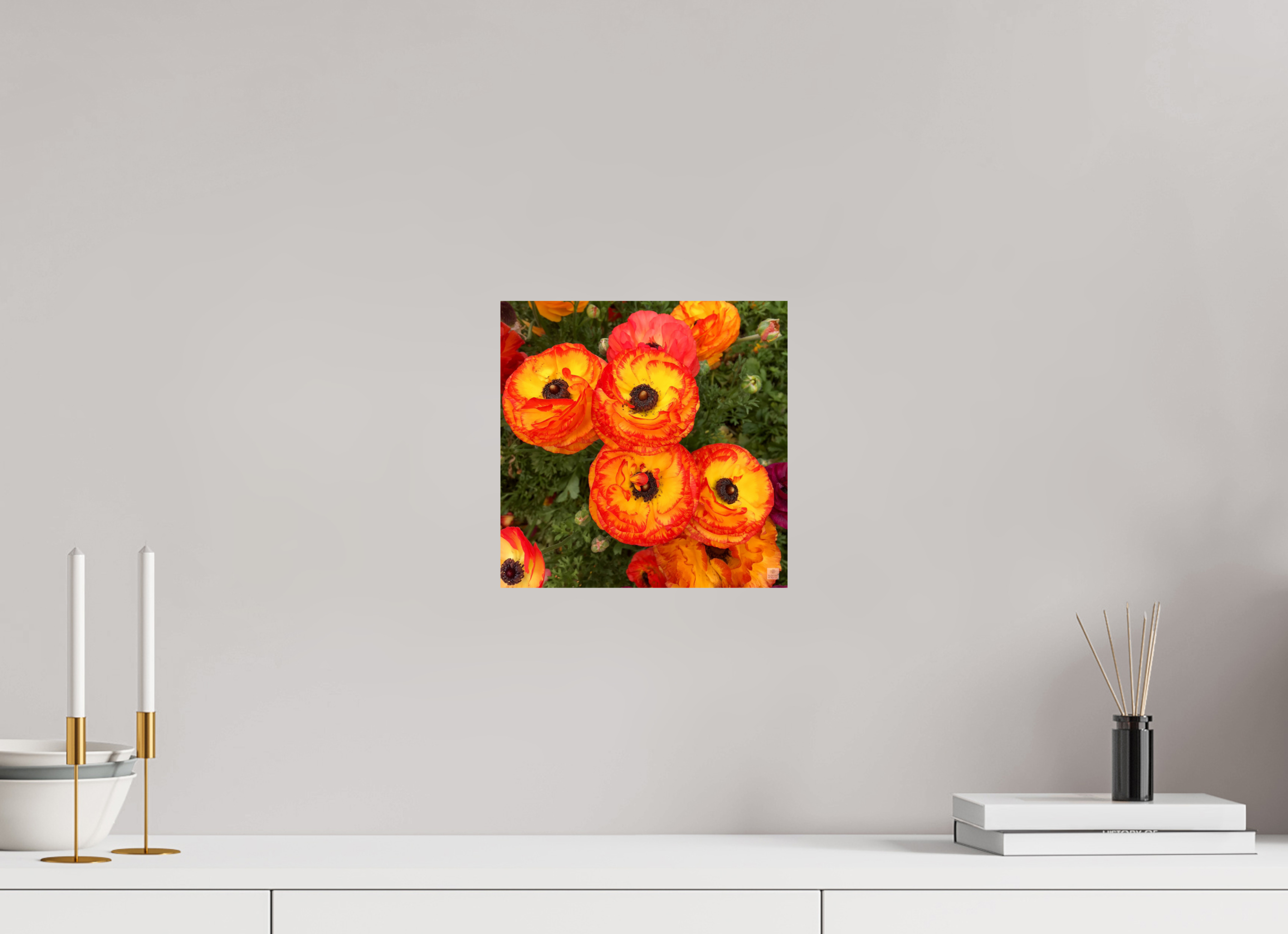 Ranunculus_bright orange_flower group_aspect ratio is 1:1