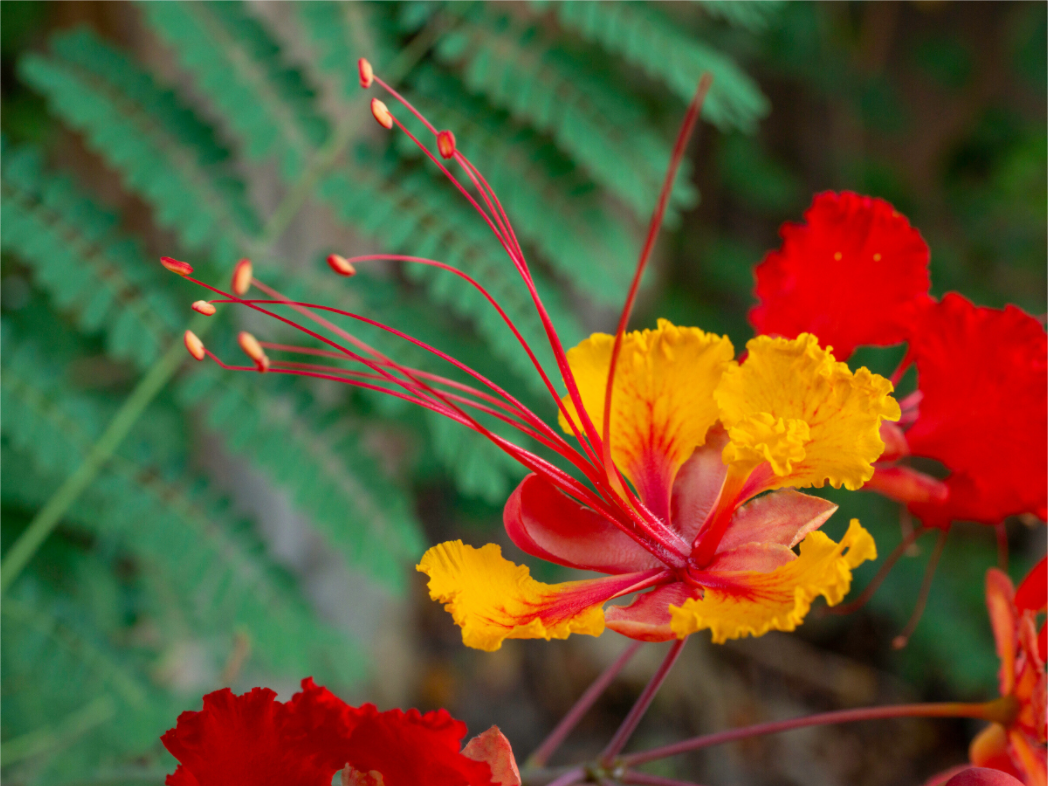 Pride of Barbados_yellow with orange_aspect ratio 4x3