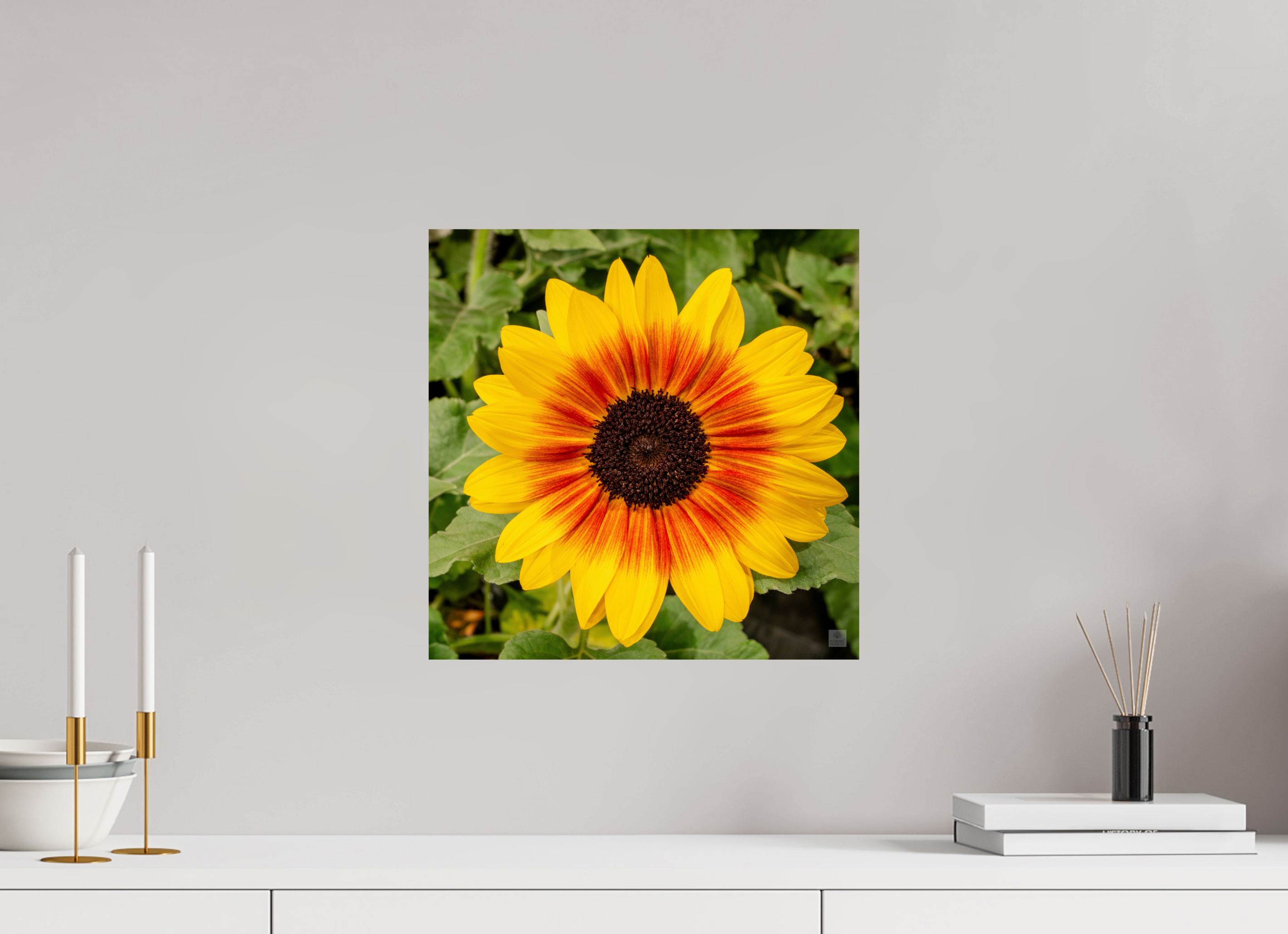 Sunflower hybrid_yellow with orange center_aspect ratio 1x1