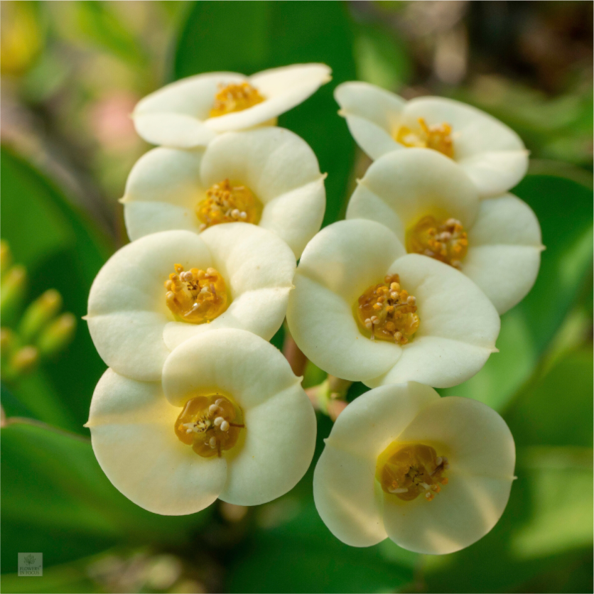 Crown of Thorns_flower group_aspect ratio 1:1
