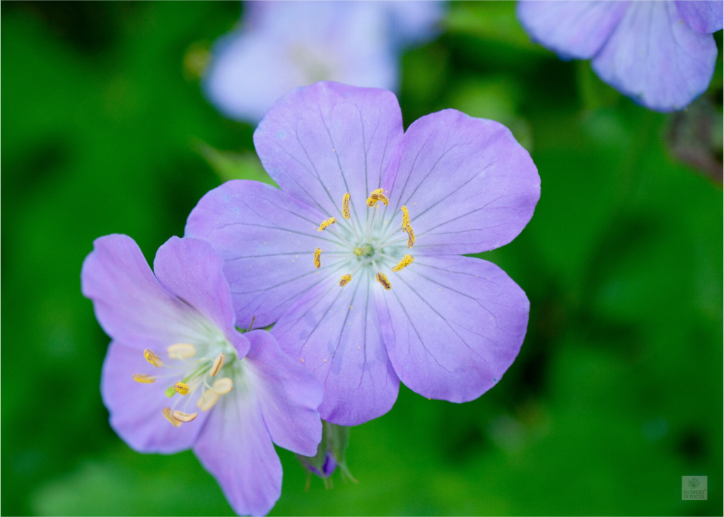Hardy Geranium_Cranesbill_aspect ratio 7:5