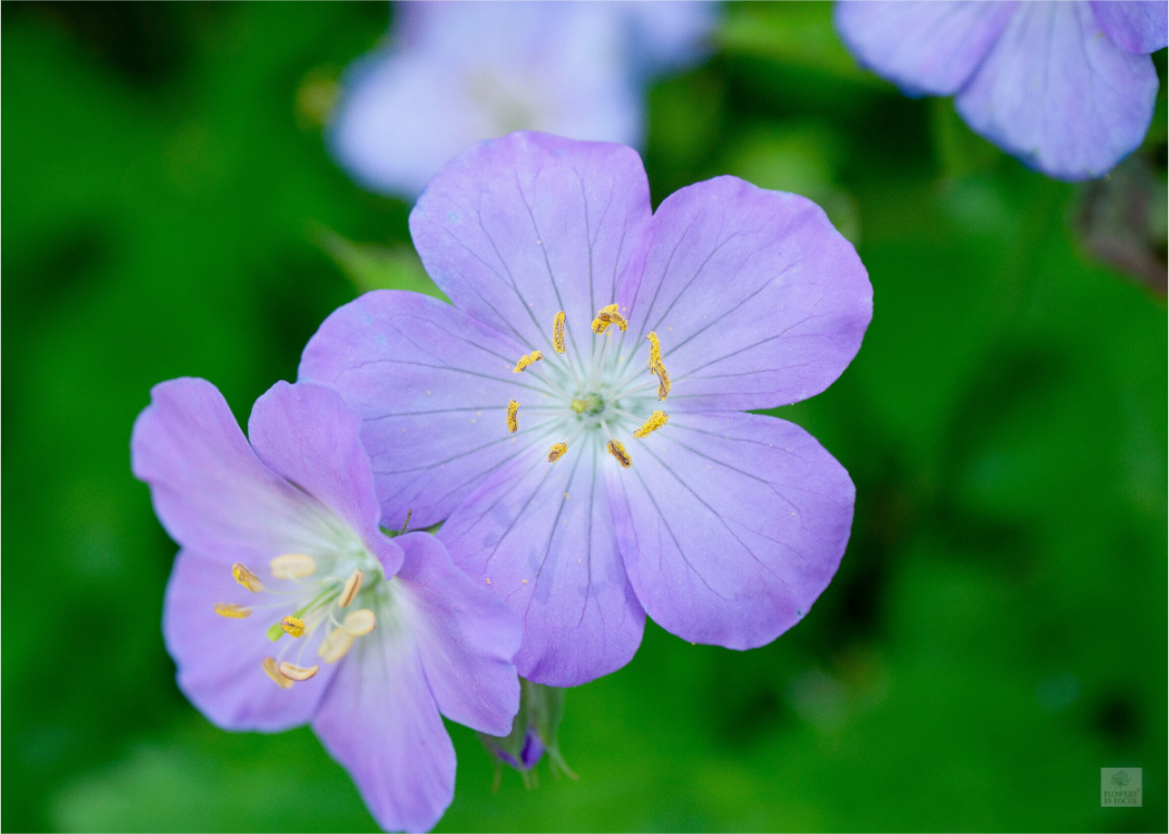 Hardy Geranium_Cranesbill_aspect ratio 7:5