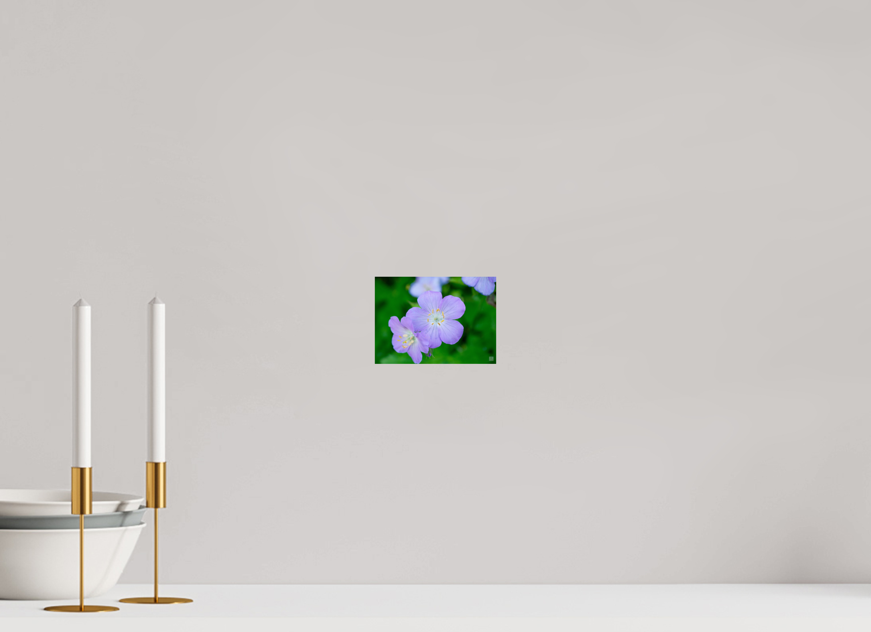 Hardy Geranium_Cranesbill_aspect ratio 7:5
