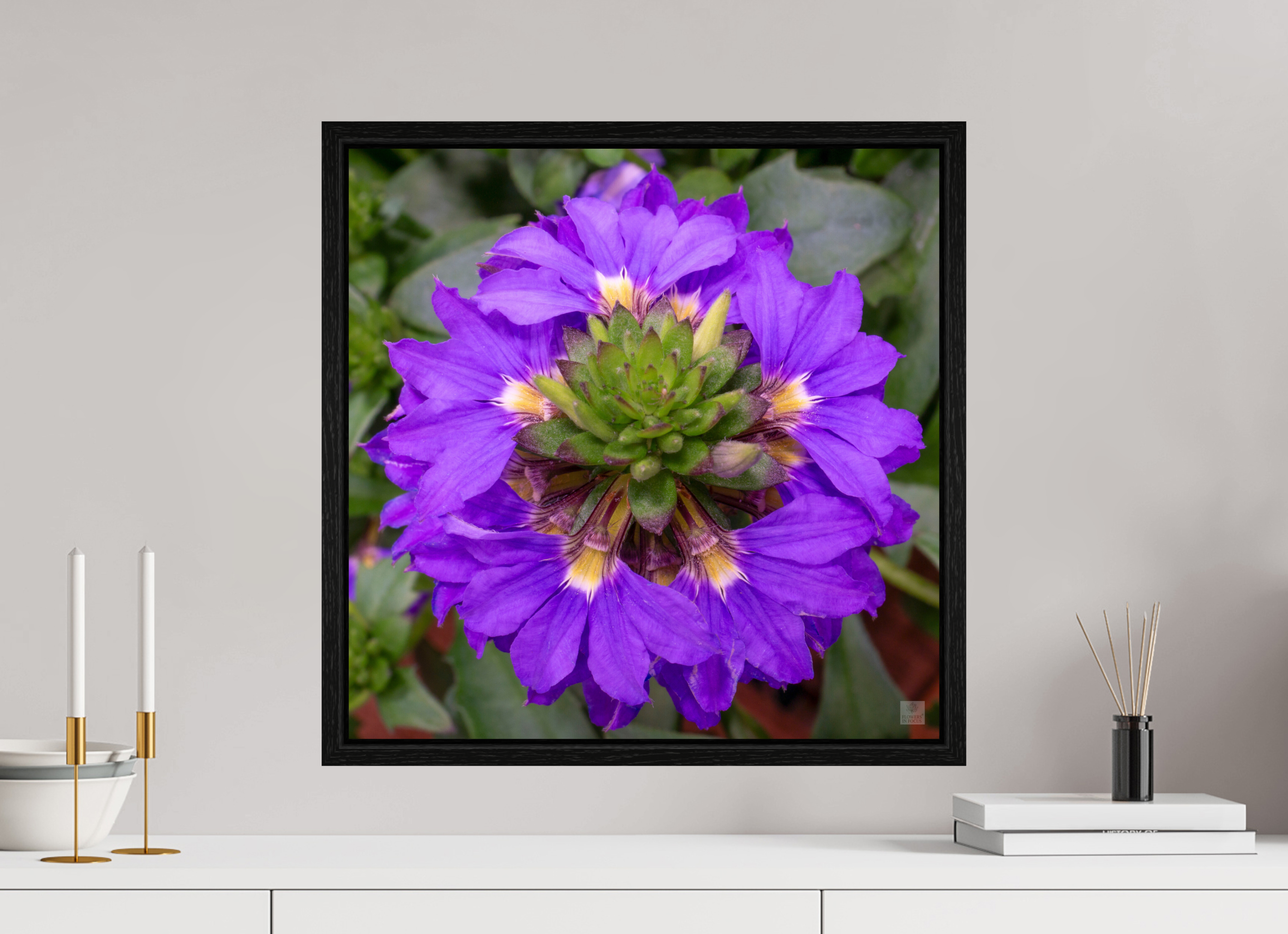 Scaevola_blue_aspect ratio 1x1