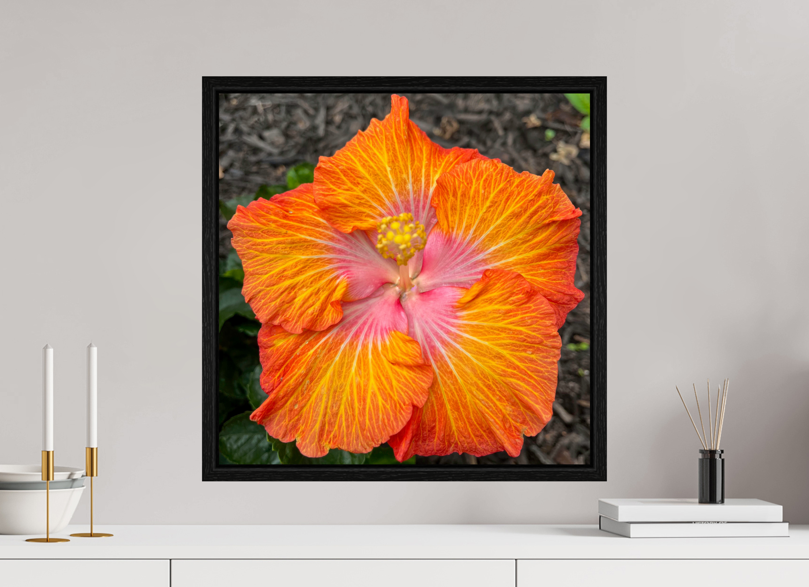 Hibiscus hybrid_bright orange_aspect ratio 1:1