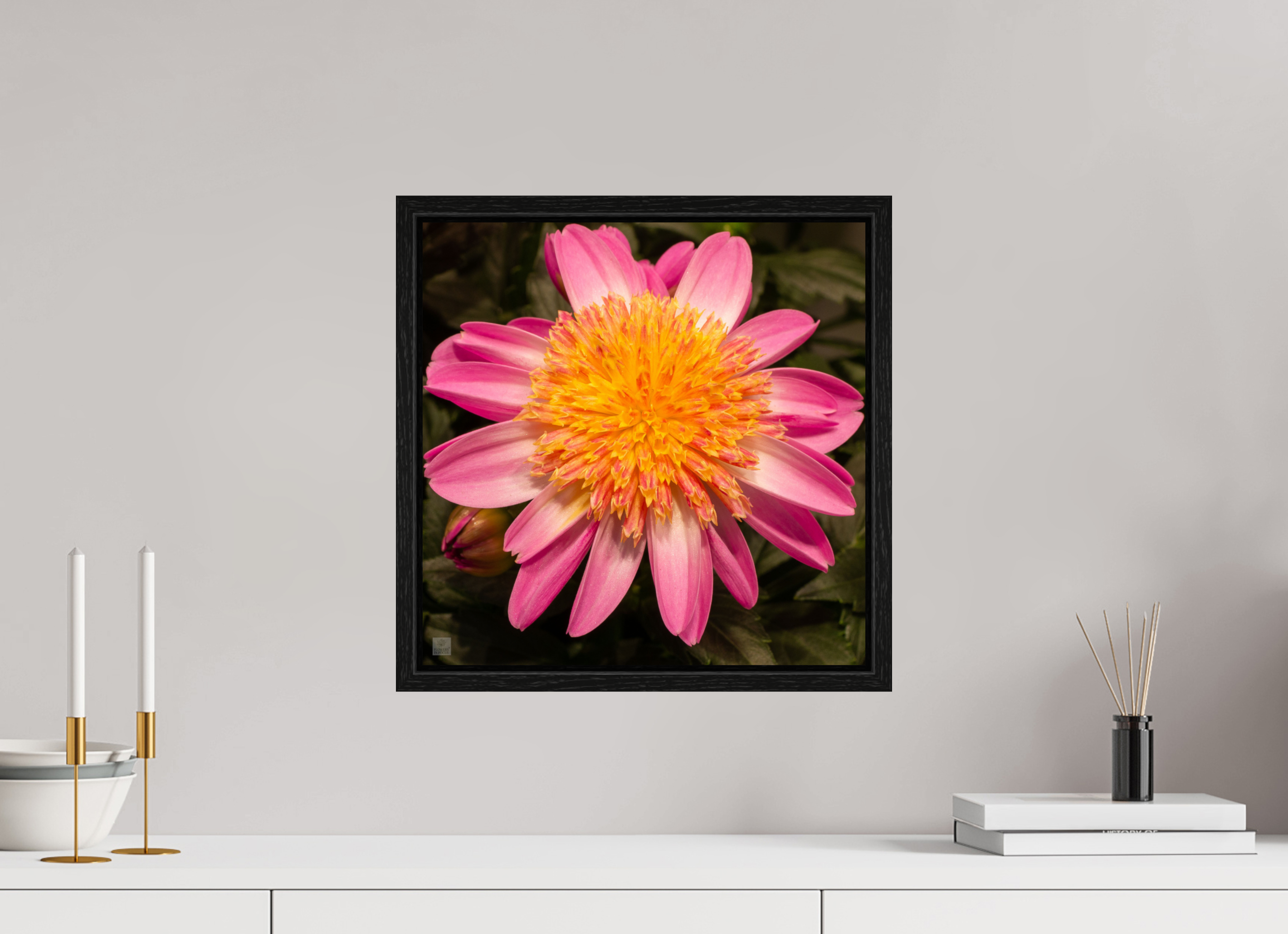 Dahlia_light pink with yellow center_aspect ration 1:1