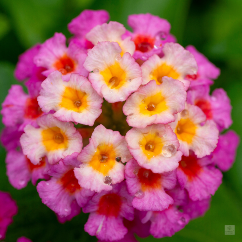 Lantana_deep pink with yellow_water droplets_aspect ratio 1x1