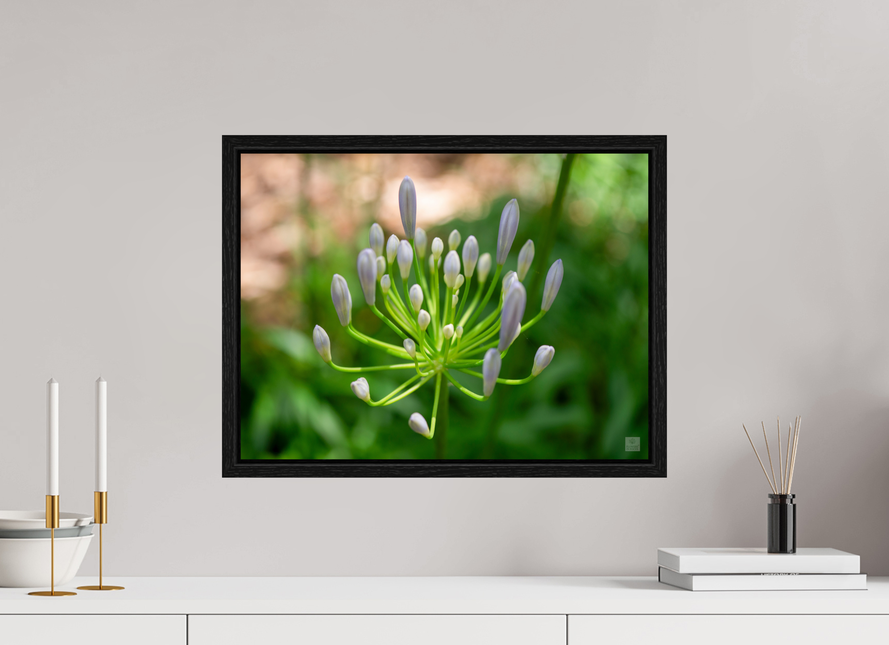 Dwarf Blue Agapanthus_aspect ratio 4x3