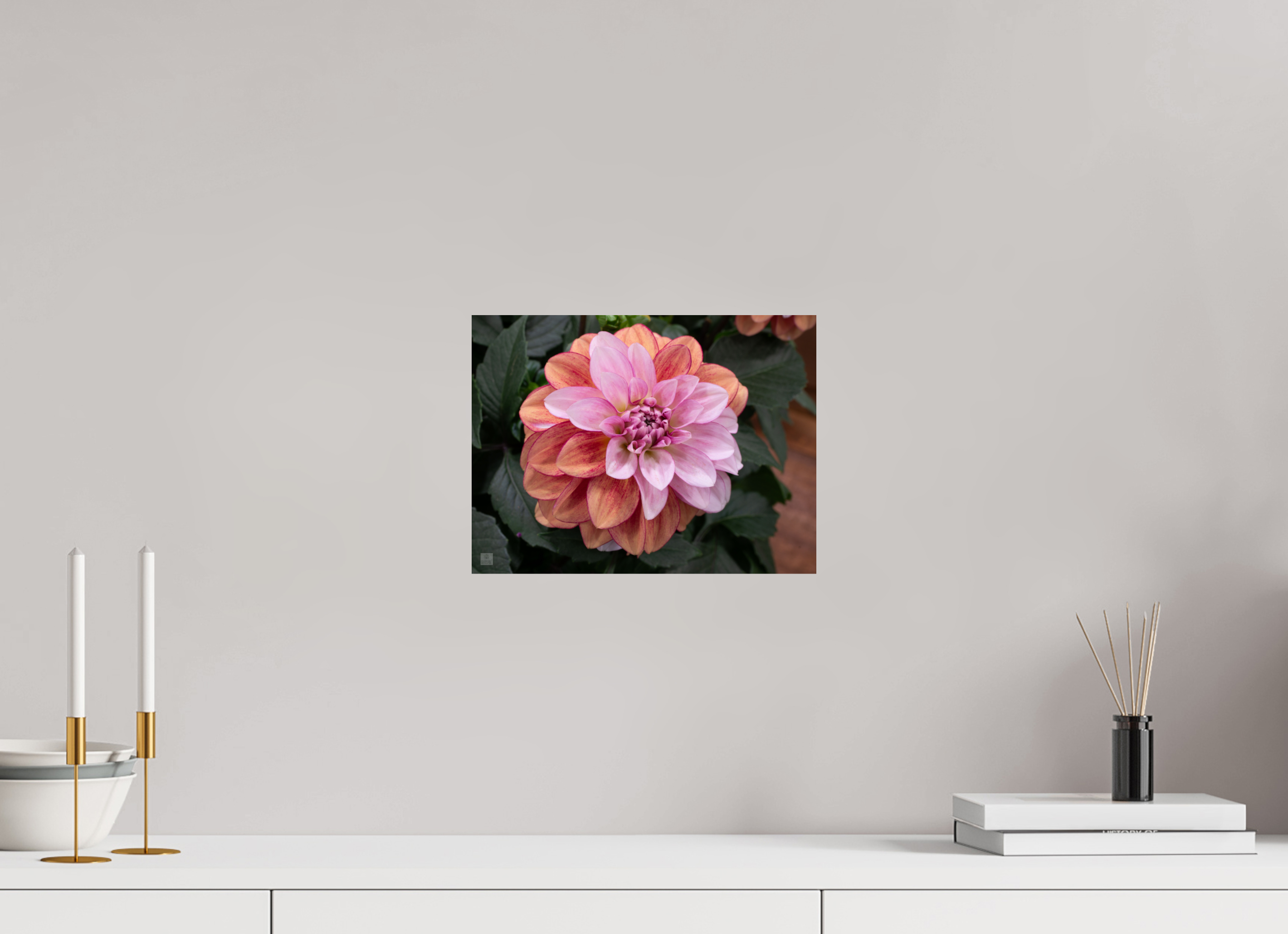 Dahlia_pink with red streak_ aspect ratio 4:3