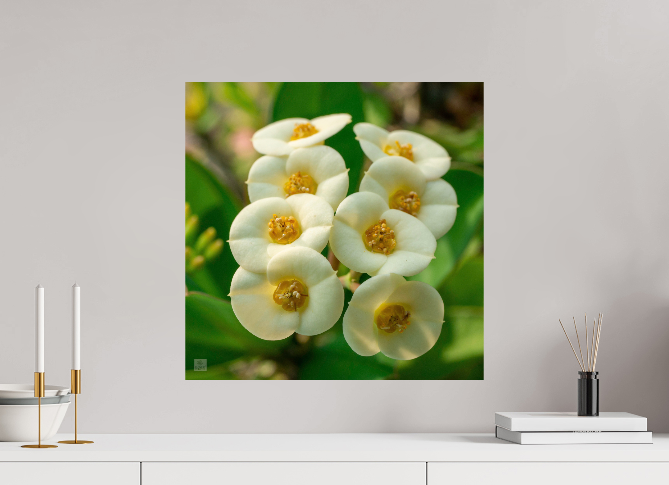 Crown of Thorns_flower group_aspect ratio 1:1
