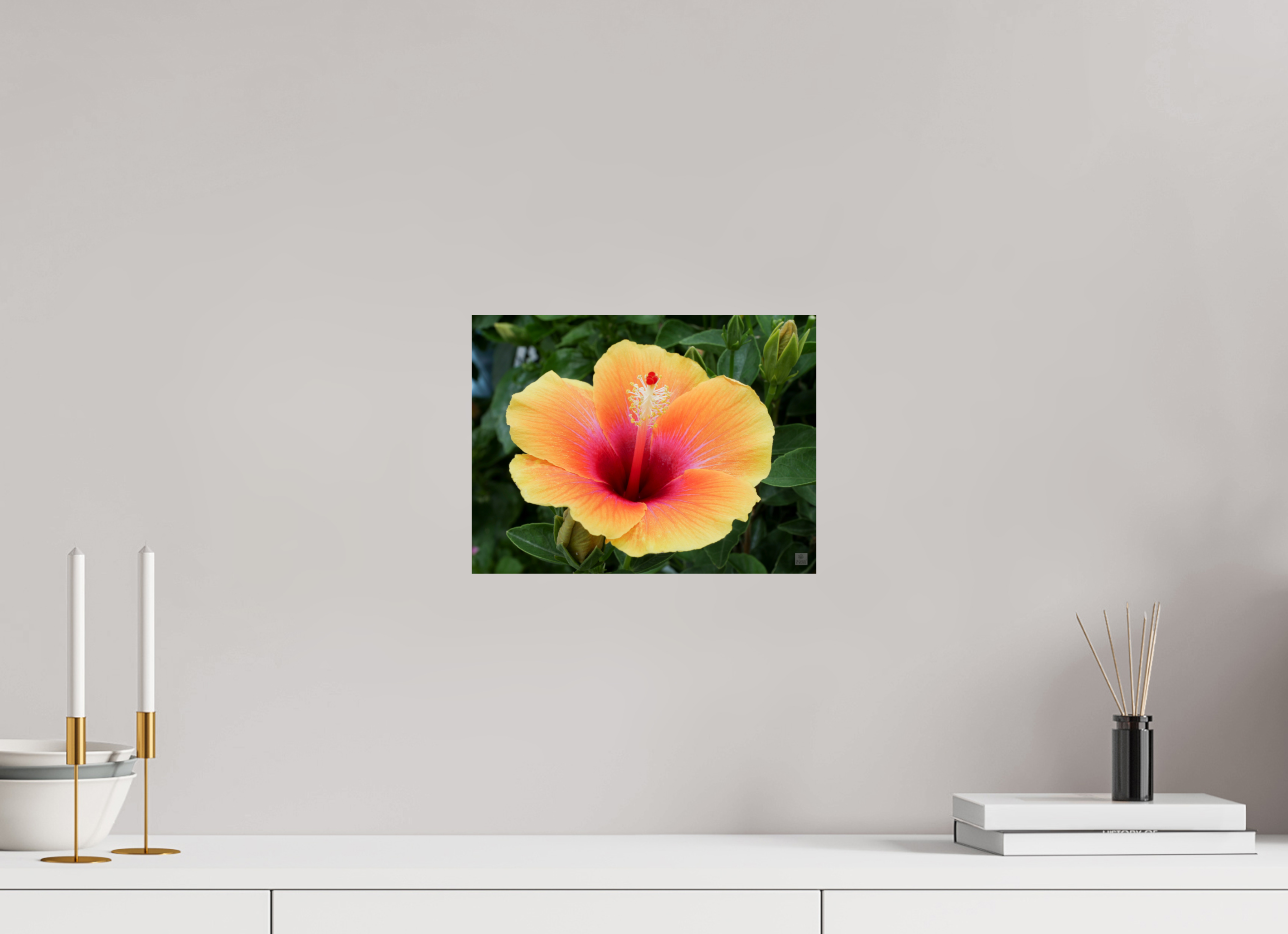 Hibiscus hybrid_peach with pink_aspect ration 4x3