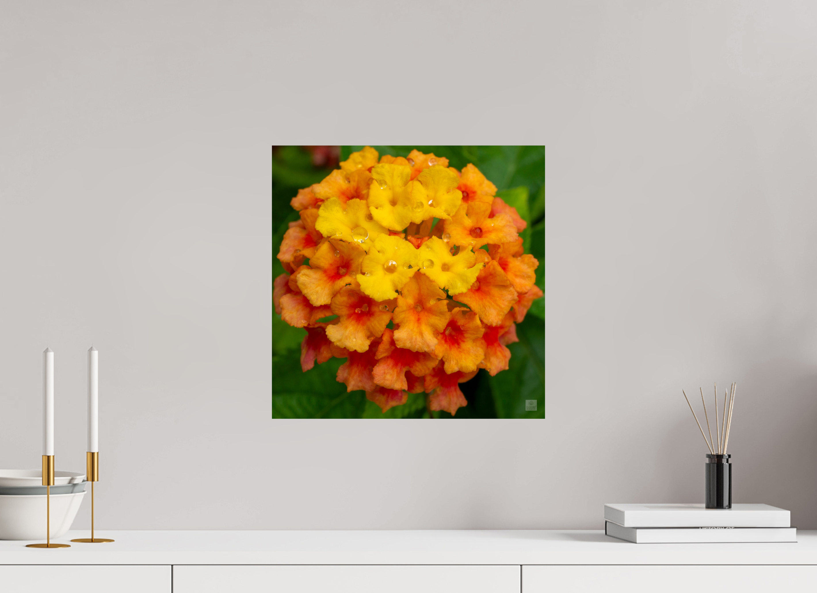 Lantana_orange with yellow (water droplets)_aspect ratio 1x1