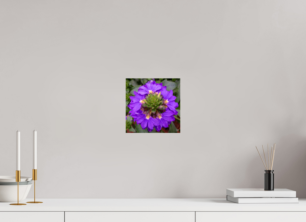 Scaevola_blue_aspect ratio 1x1