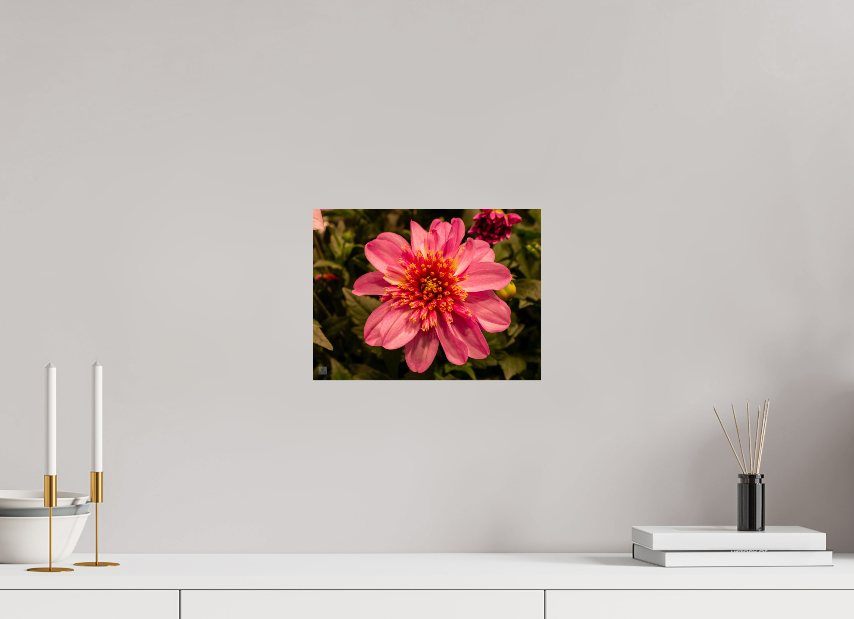 Dahlia_pink with yellow trim_aspect ratio 4:3