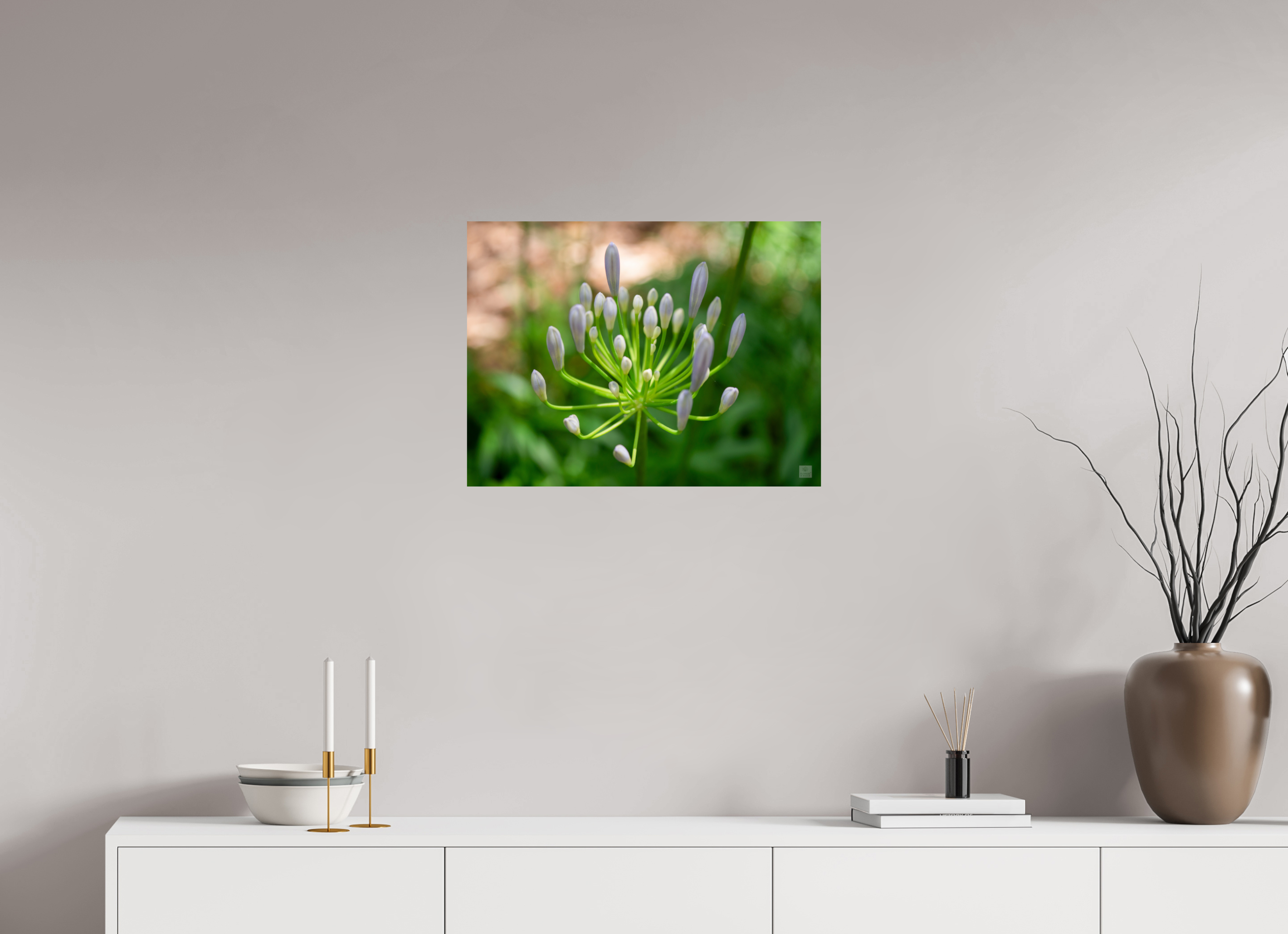 Dwarf Blue Agapanthus_aspect ratio 4x3