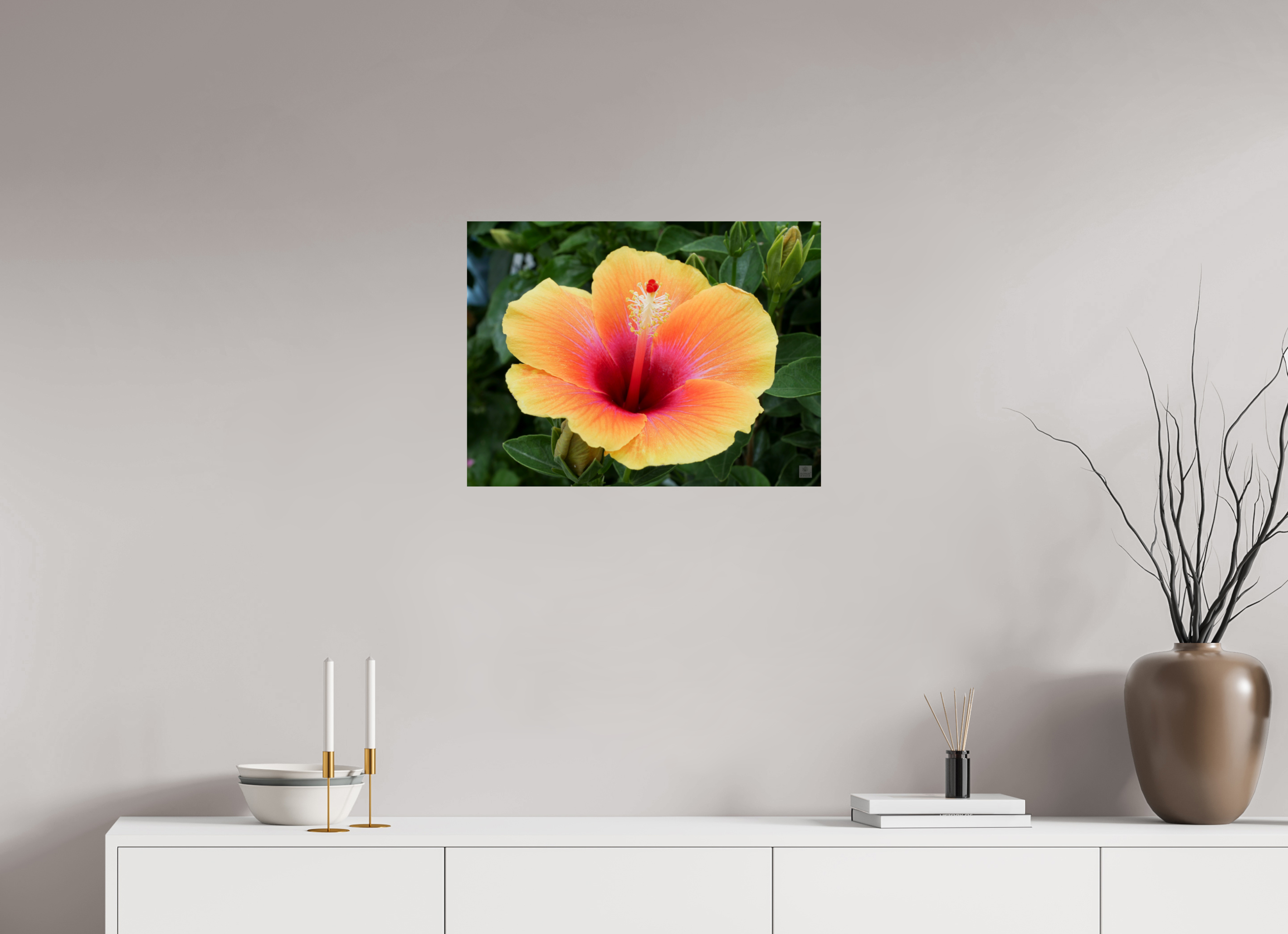 Hibiscus hybrid_peach with pink_aspect ration 4x3