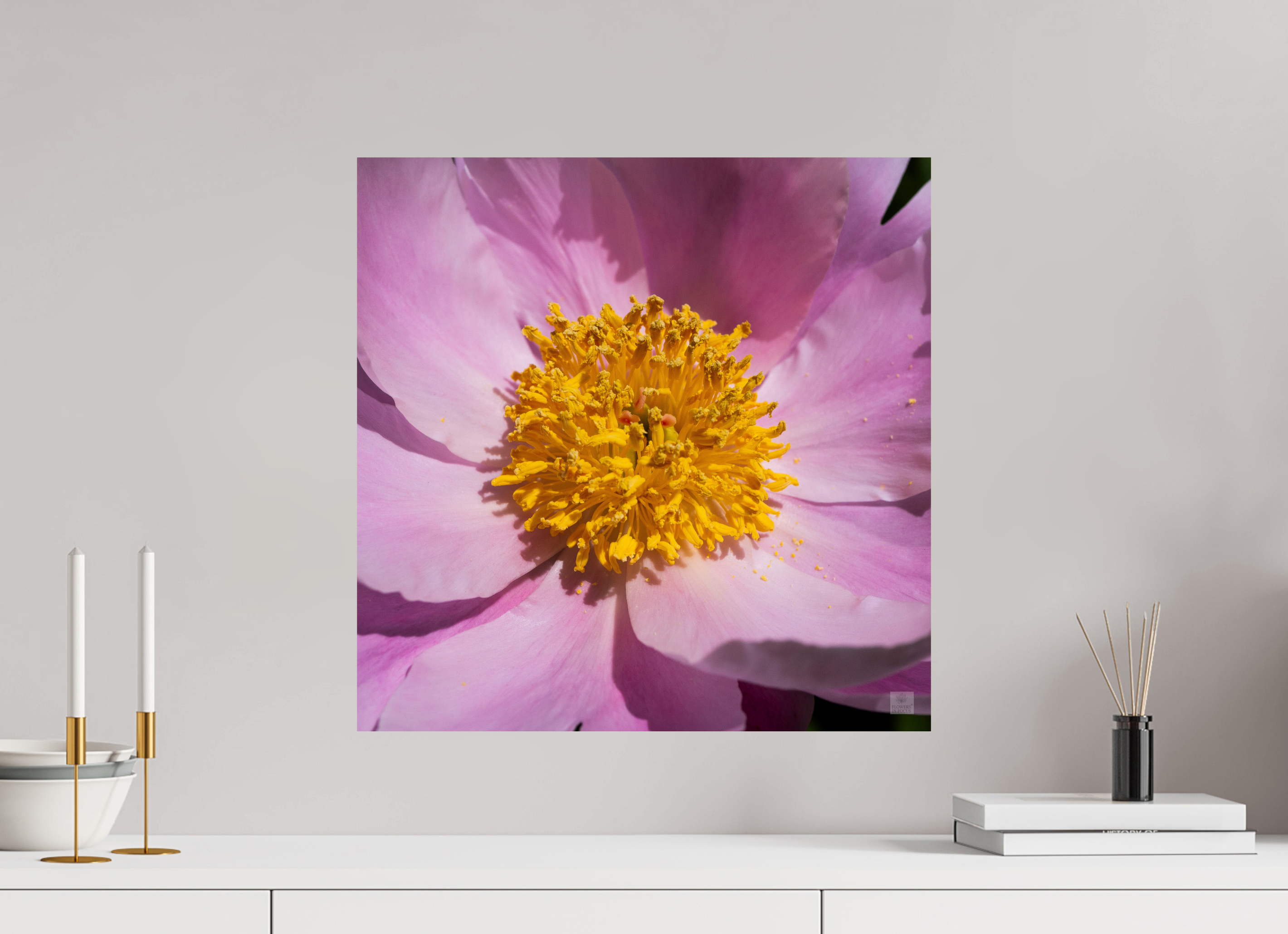 Peony_light pink close-up_aspect ratio 1x1