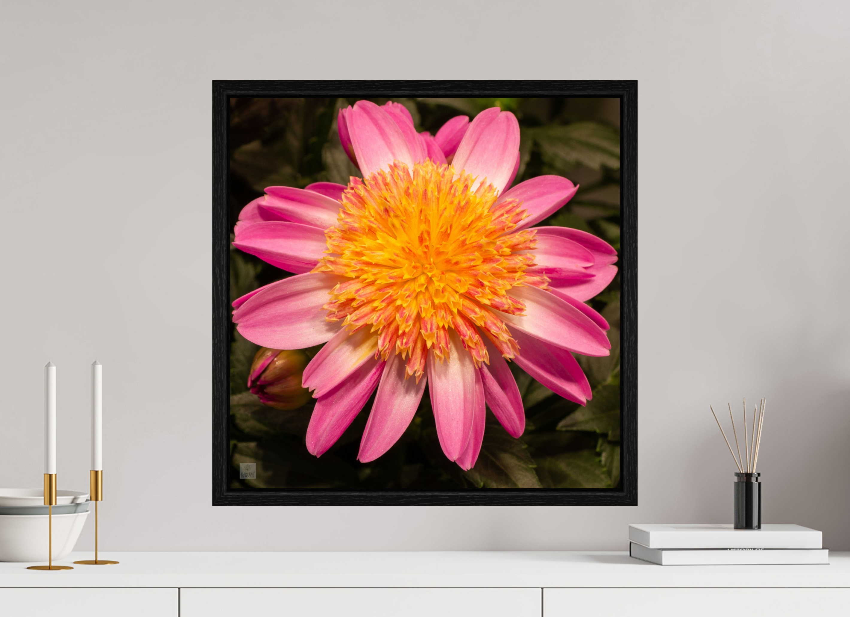 Dahlia_light pink with yellow center_aspect ration 1:1