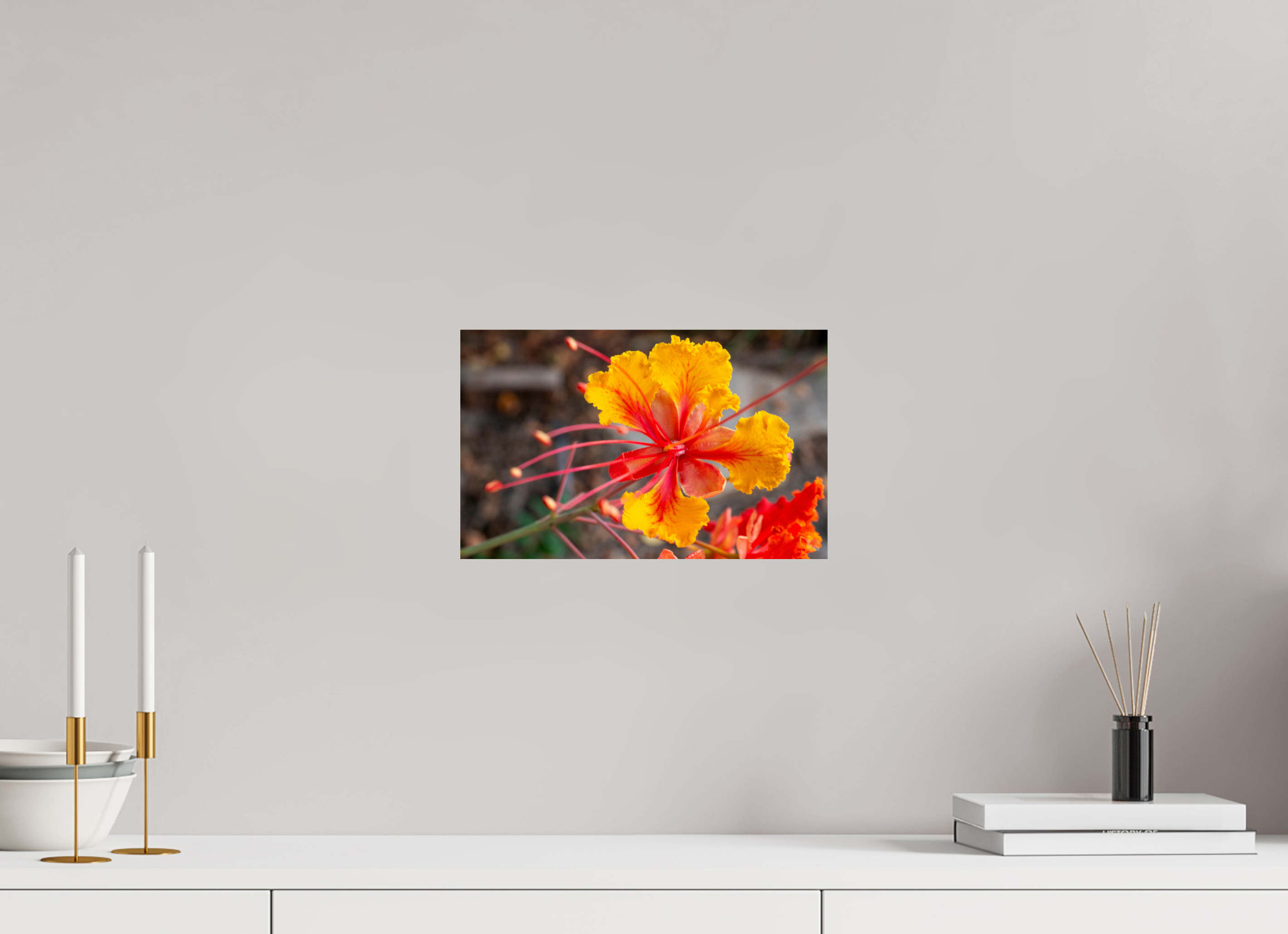 Pride of Barbados_yellow with orange_aspect ratio 16x10