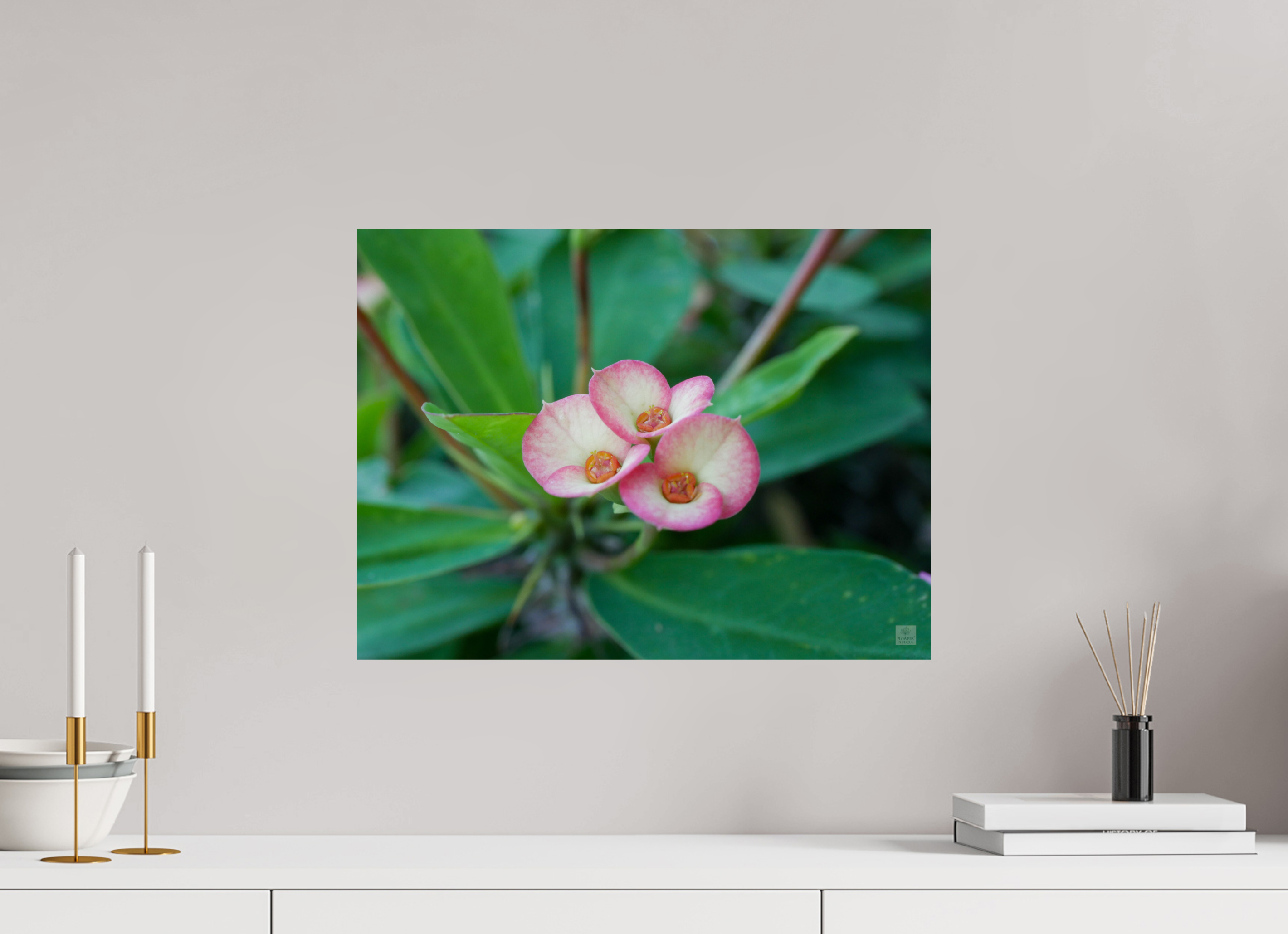 Crown of Thorns_pink fringe_aspect ratio 4:3