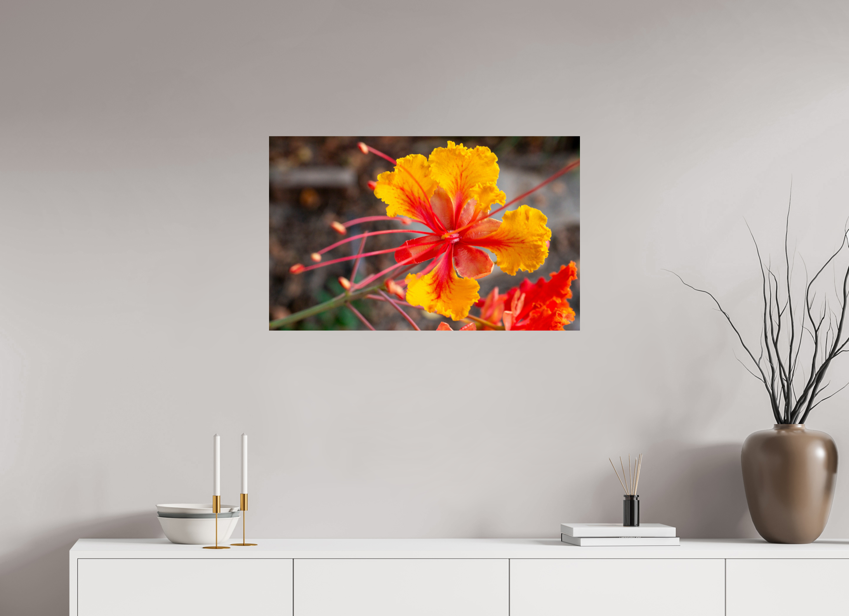 Pride of Barbados_yellow with orange_aspect ratio 16x10