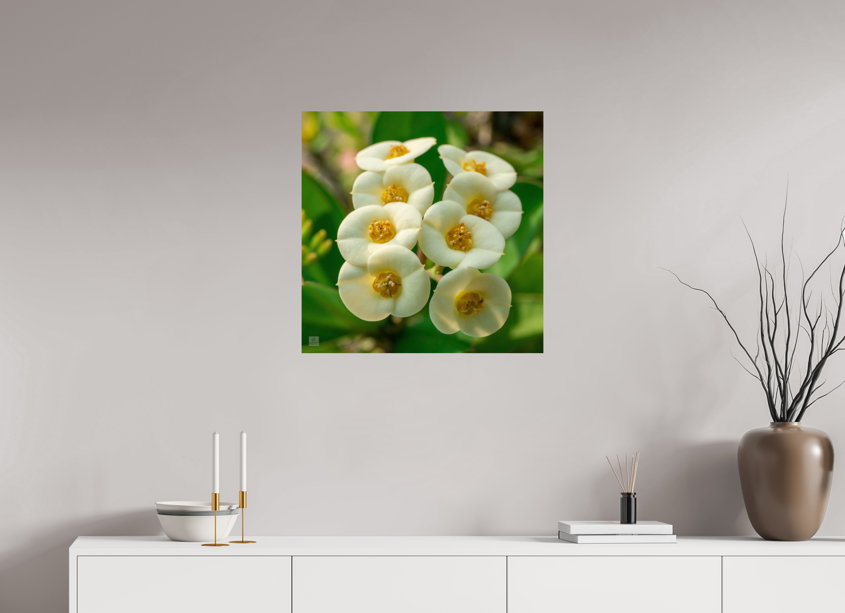 Crown of Thorns_flower group_aspect ratio 1:1