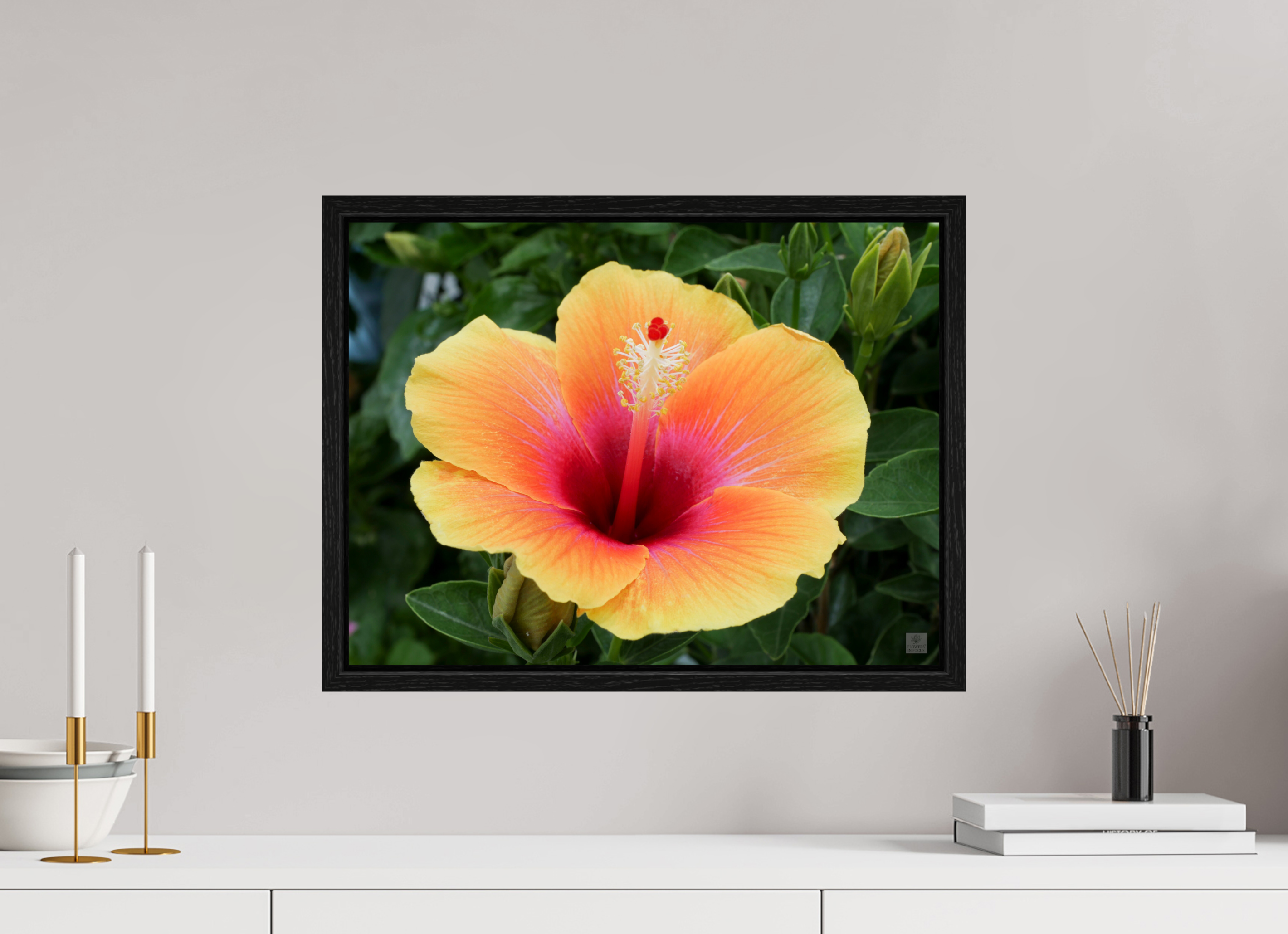 Hibiscus hybrid_peach with pink_aspect ration 4x3