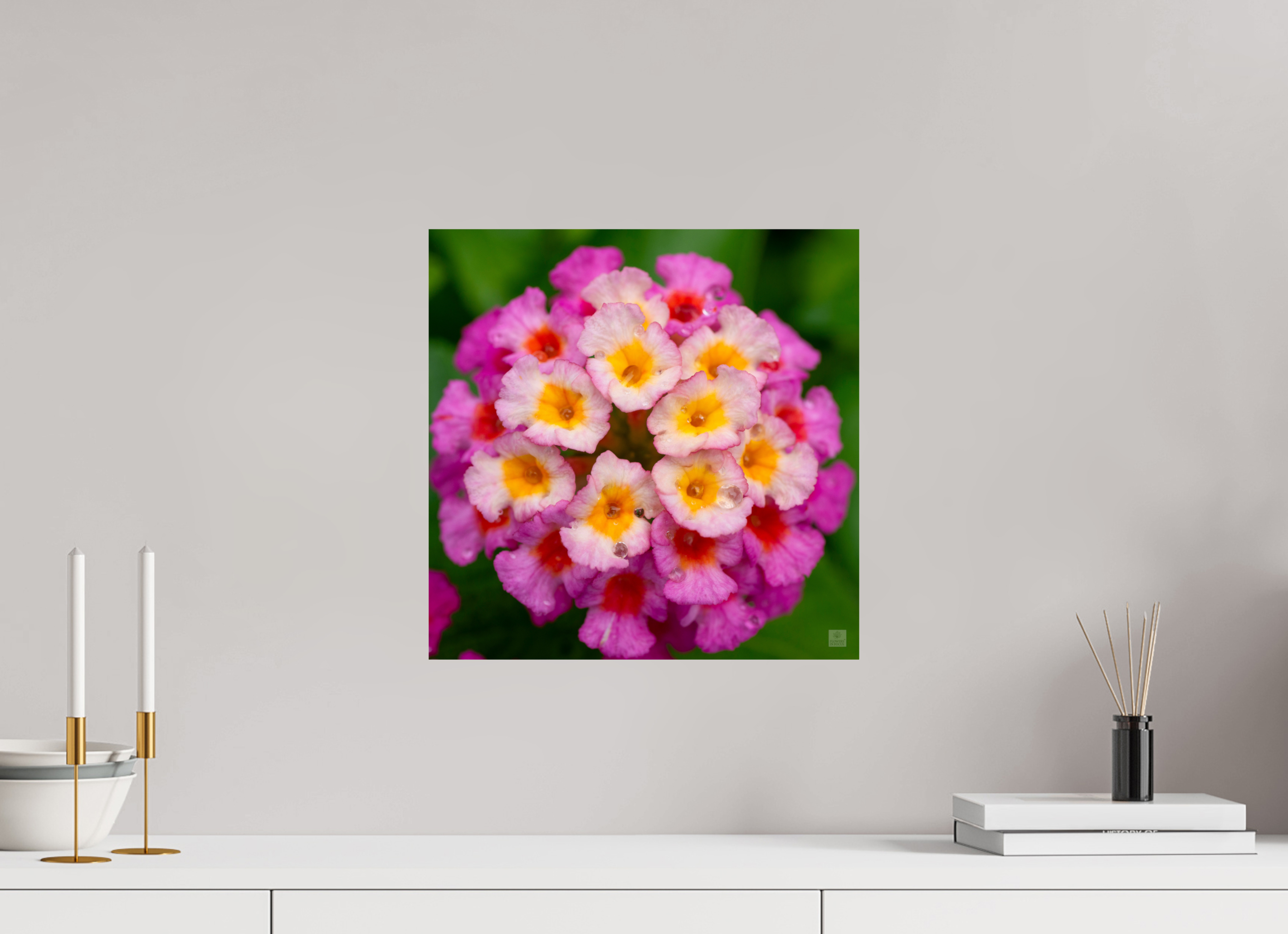 Lantana_deep pink with yellow_water droplets_aspect ratio 1x1